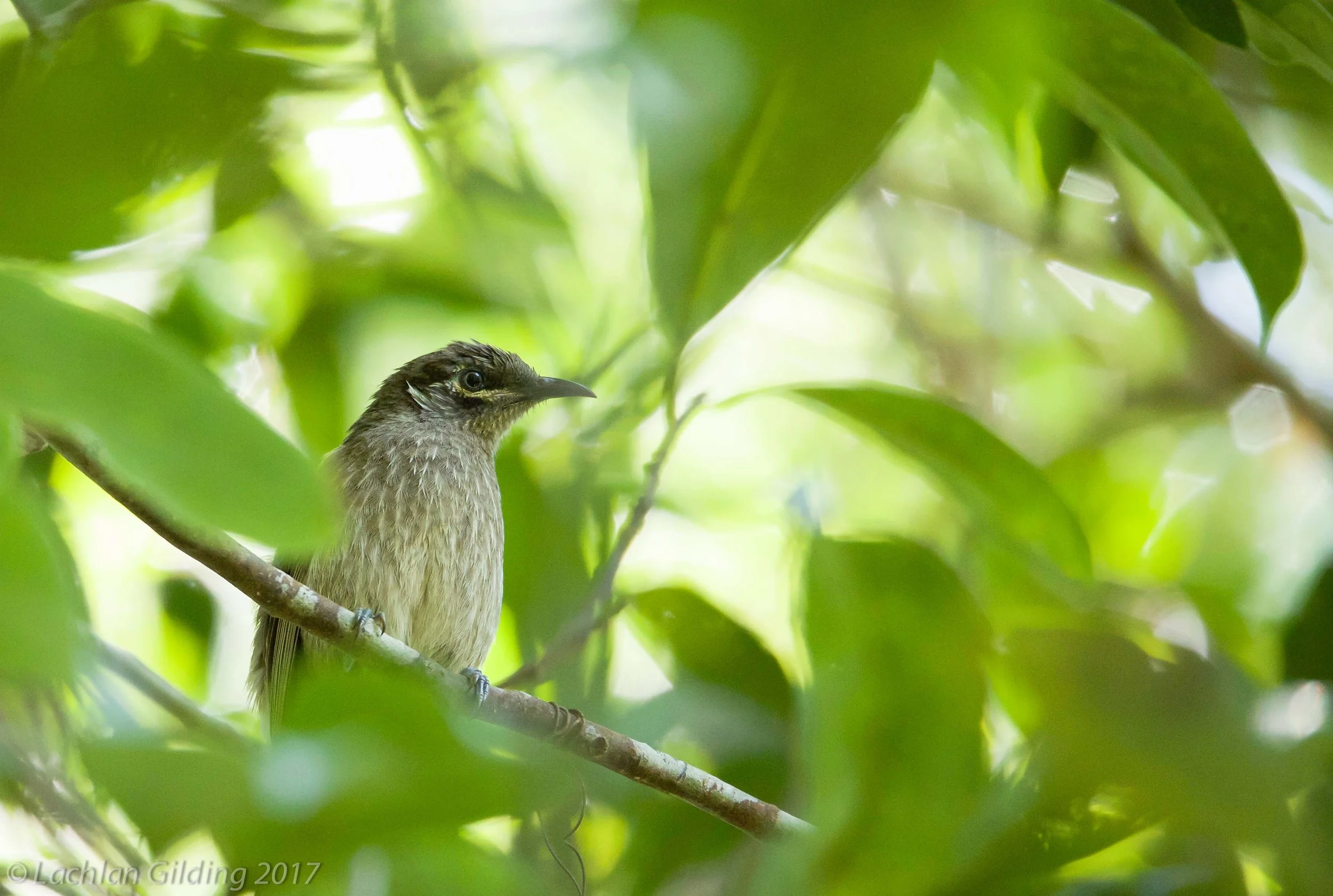  Eungella Honeyeater - Eungella NP, QLD 