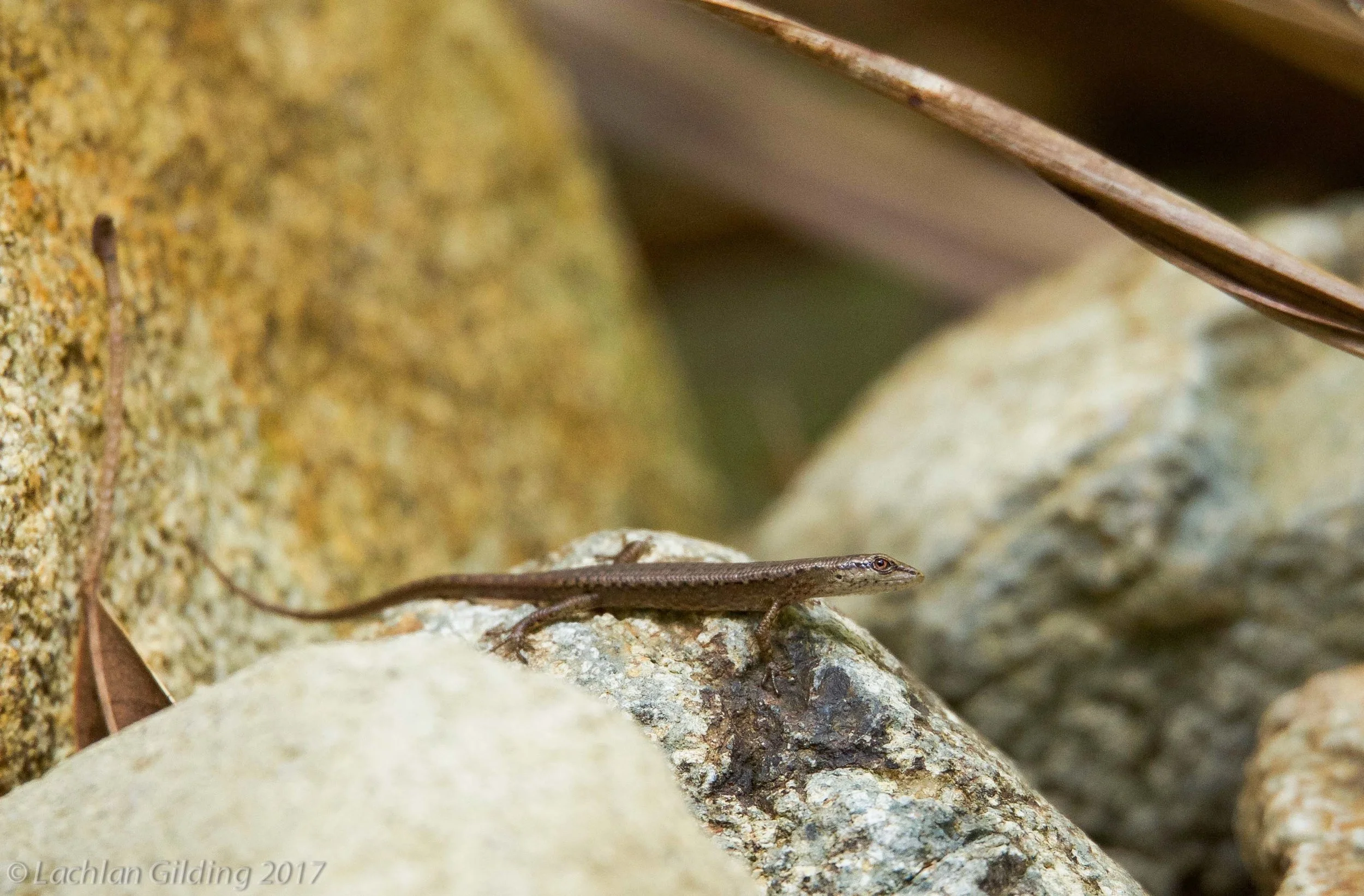 Eungella Shadeskink (Saproscincus eungellensis) - Eungella NP, QLD 
