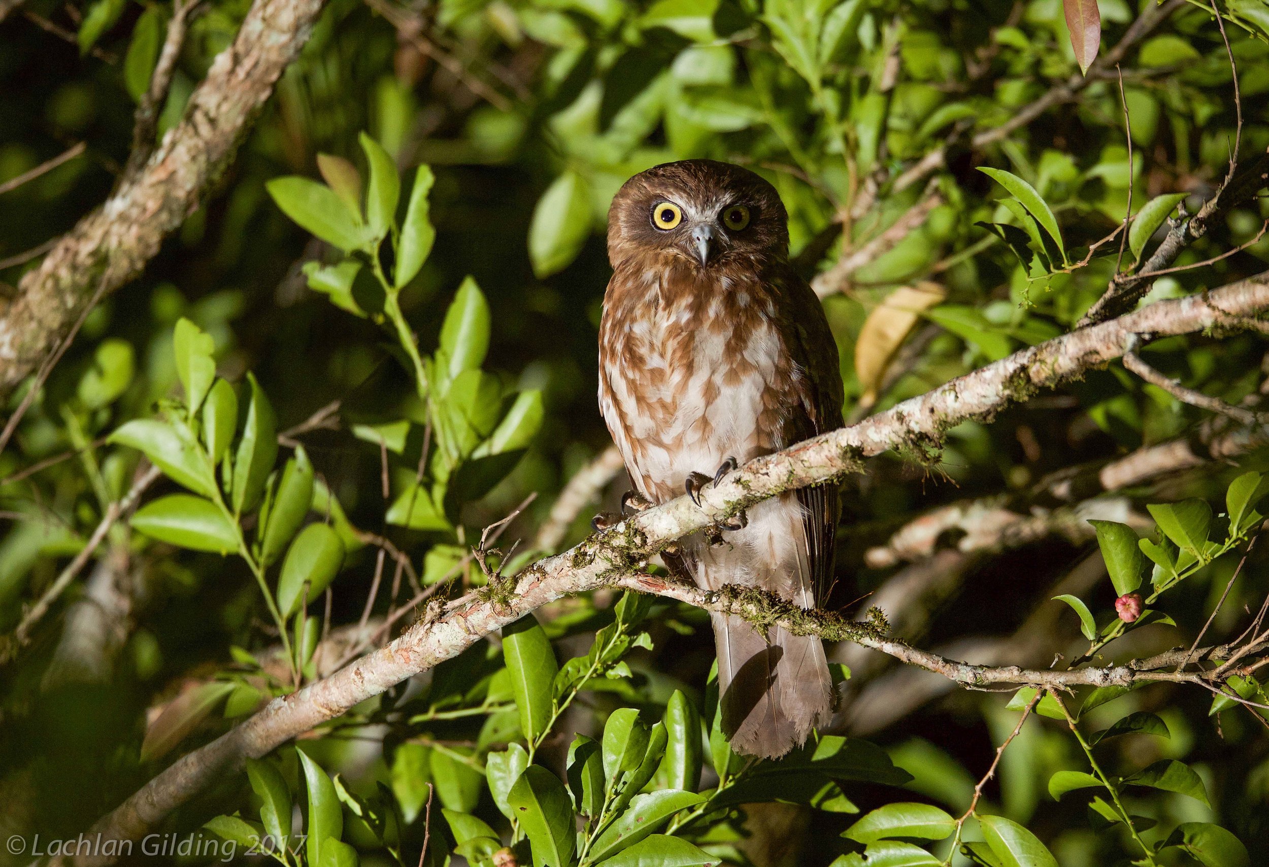  Southern Boobook Owl - Eungella NP, QLD 