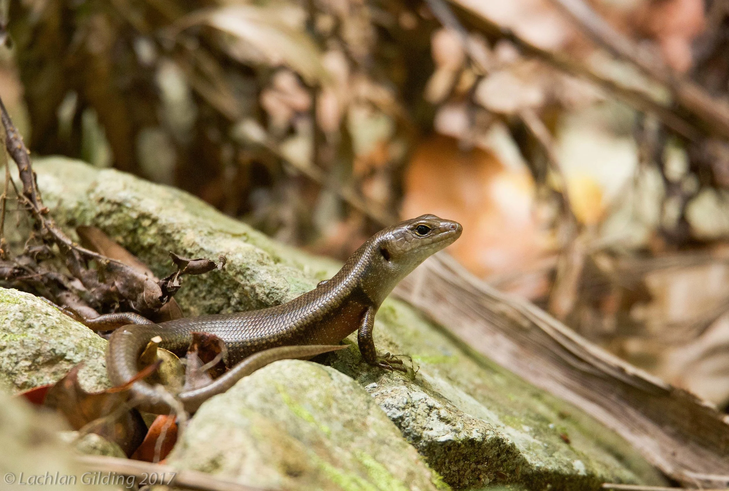  Orange-speckled Forest-skink (Magmellia luteilateralis) - Eungella NP, QLD 