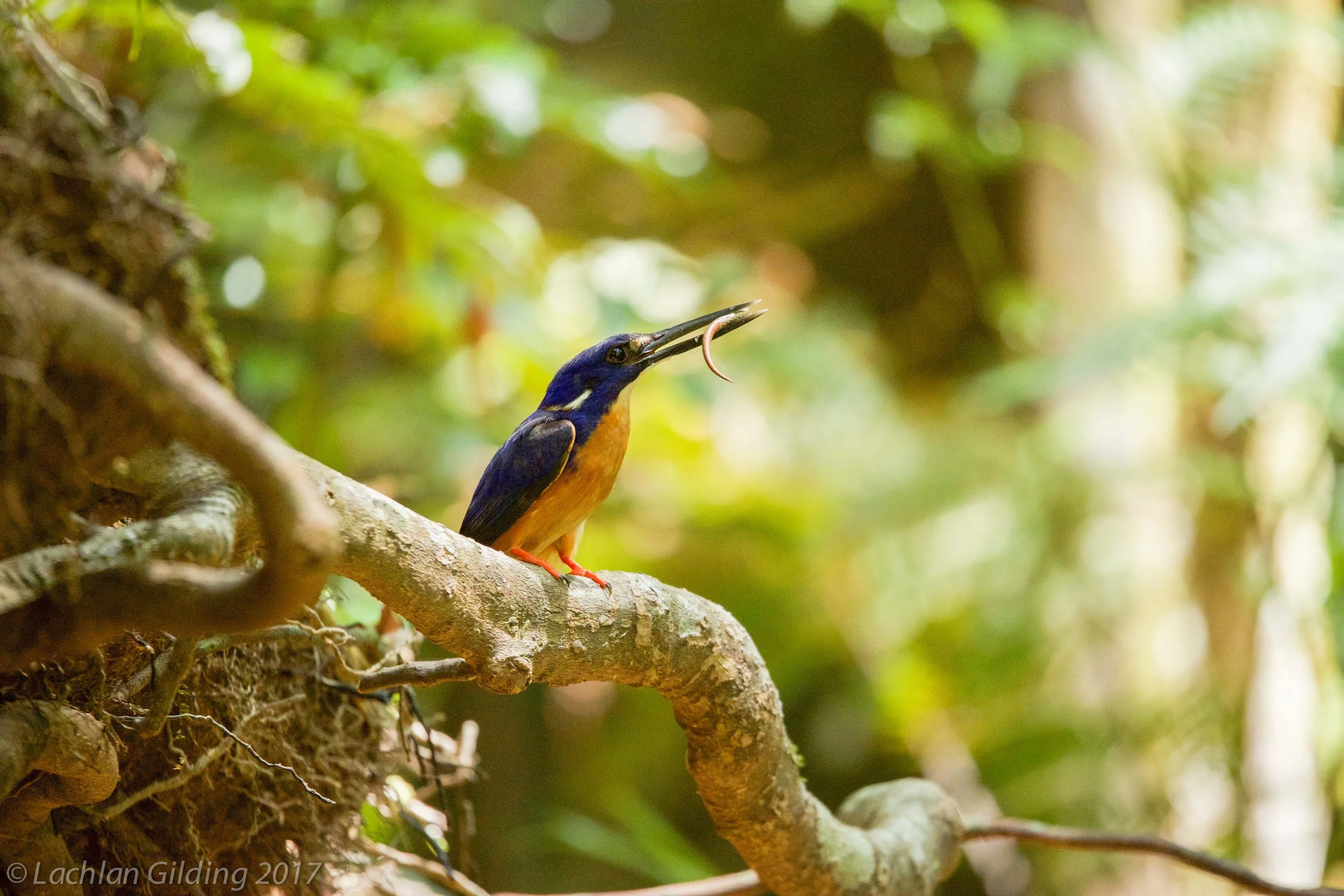  Azure Kingfisher - Eungella NP, QLD 