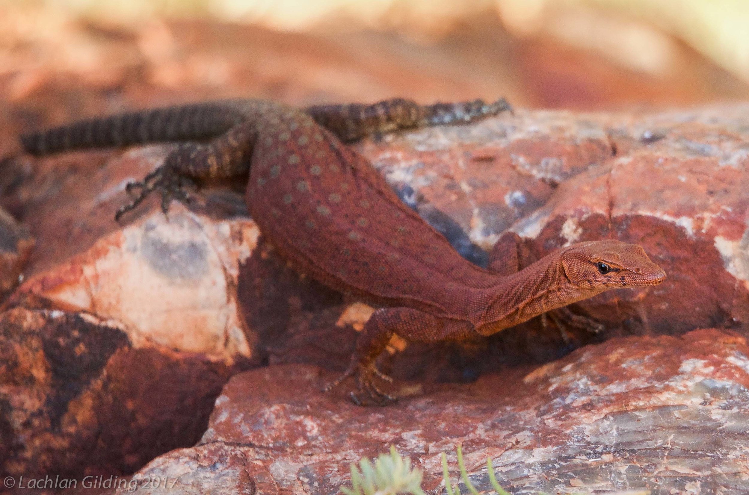  Pilbara Rock Monitor (Varanus pilbarensis) - Pannawonica, WA 