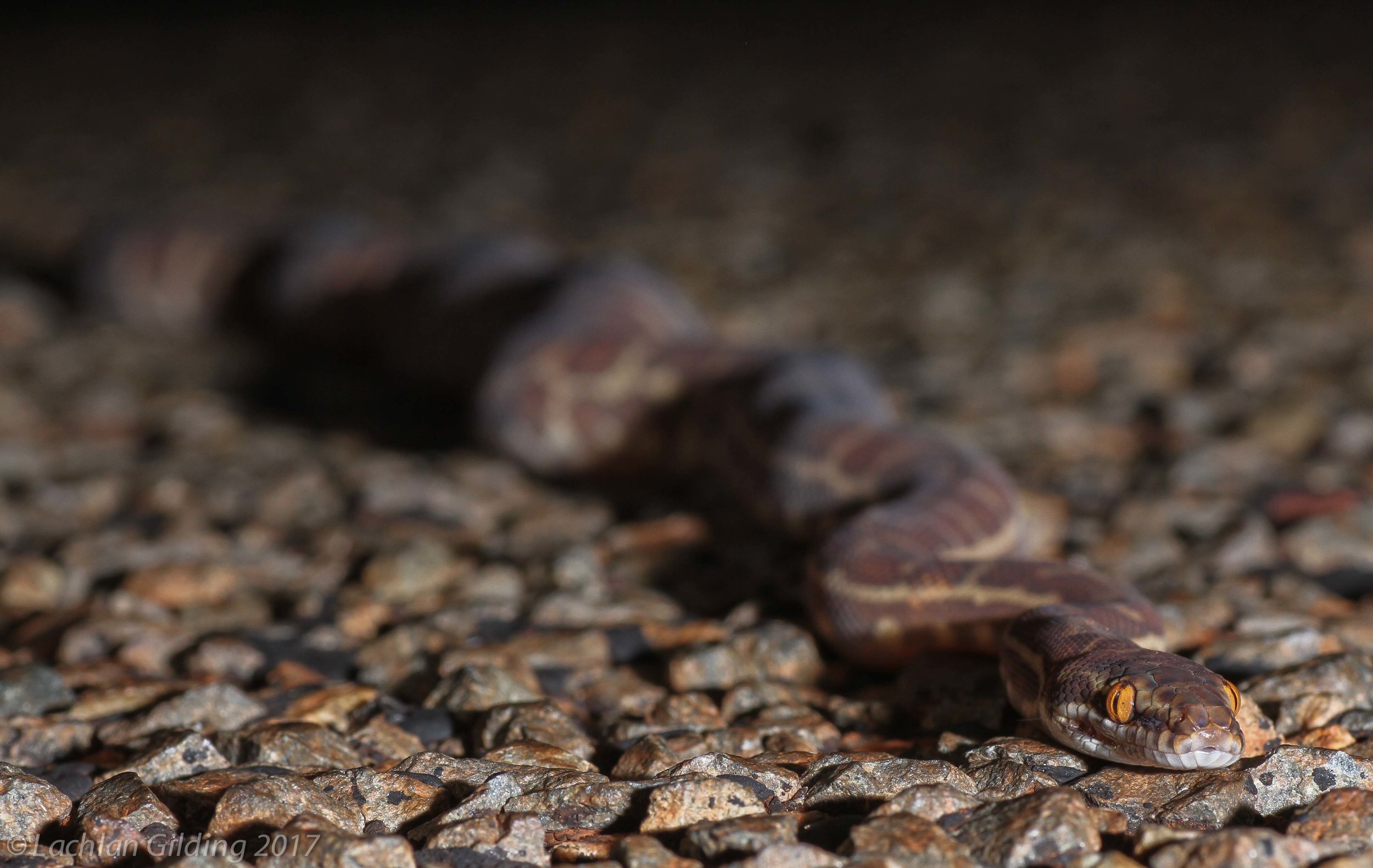  Stimson's Python (Antaresia stimsoni) - Pannawonica, WA 