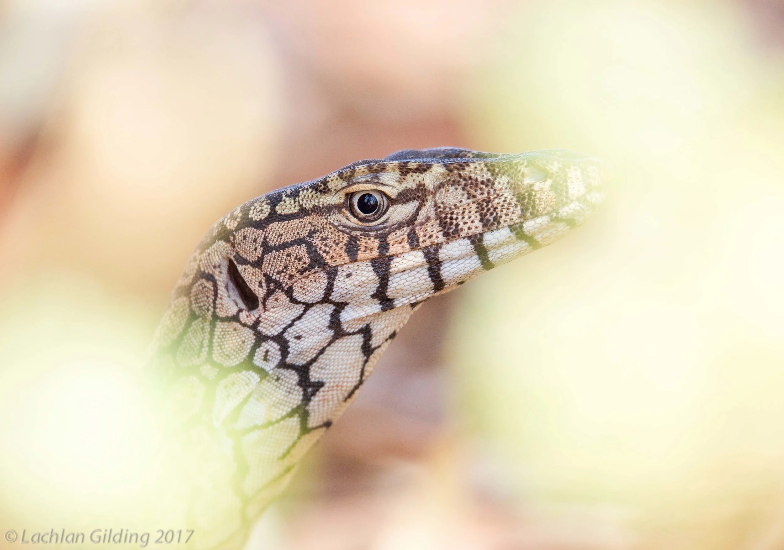  Perentie (Varanus giganteus) - Sandfire, WA 
