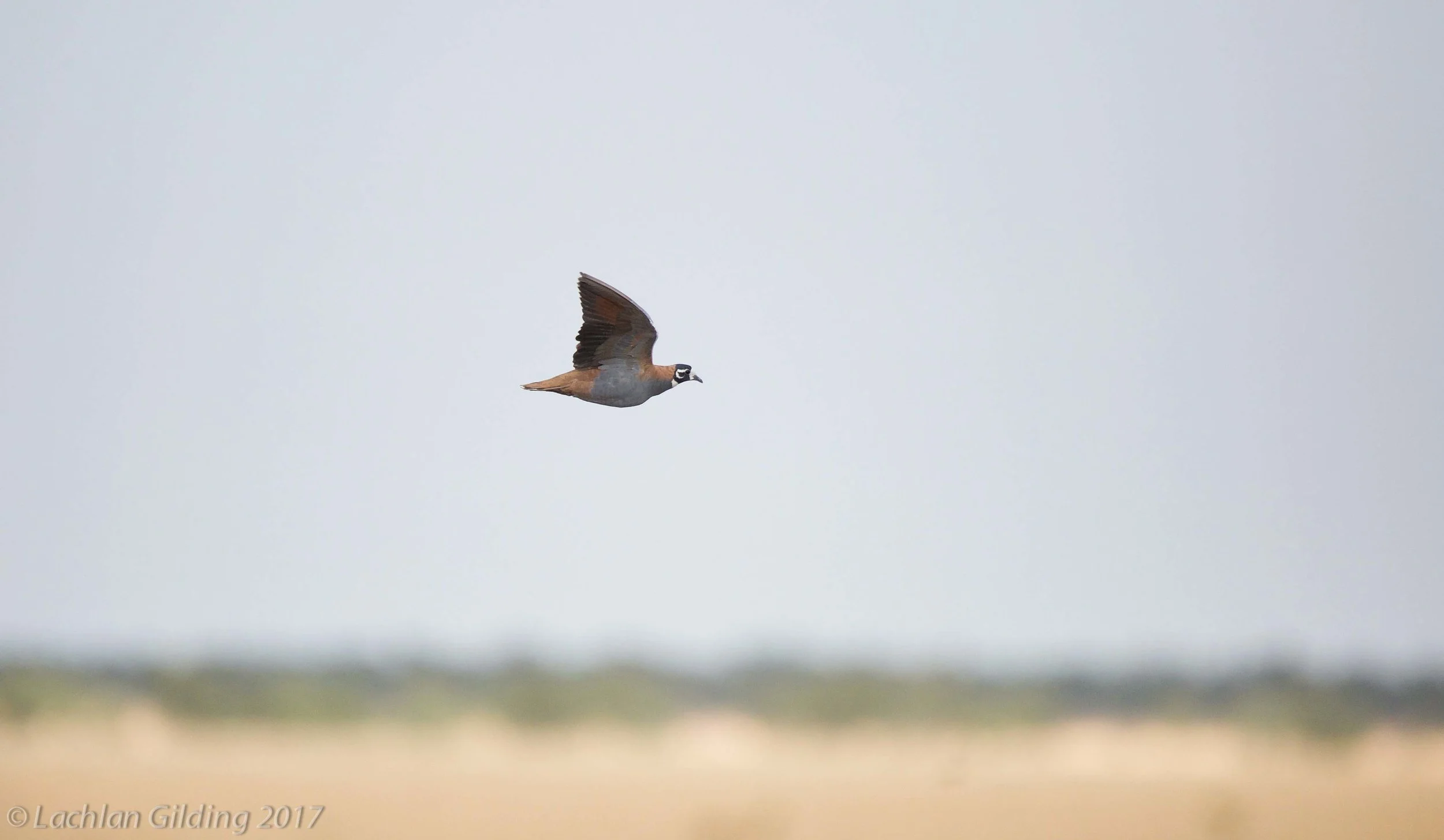  Flock Bronzewing - Barkley Tablelands, NT 