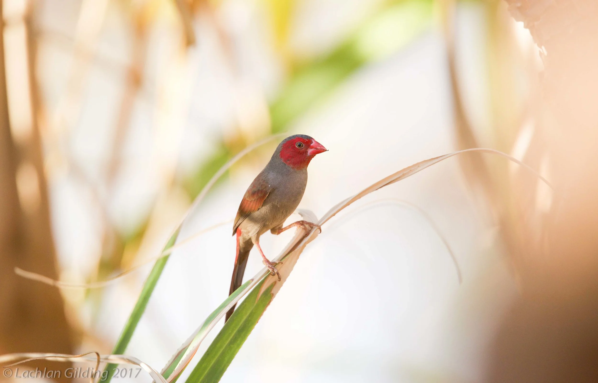 Crimson Finch - Edith Falls, NT 