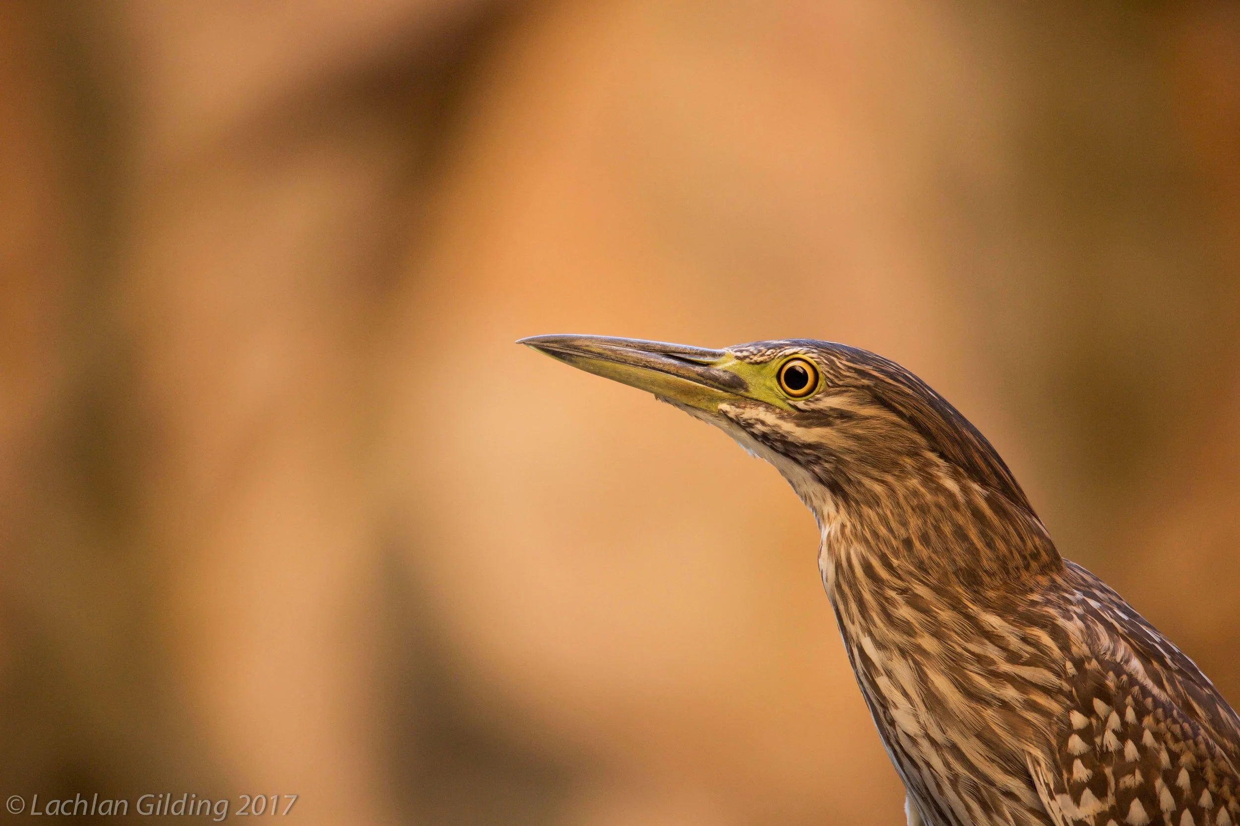  Nankeen Night Herron - Tunnel Creek, WA 