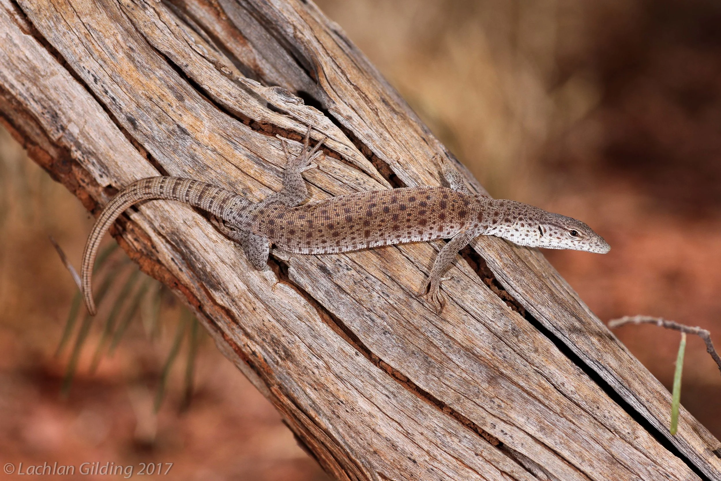  Pilbara Pygmy Tree Monitor (Varanus bushi) - Karijini NP, WA 