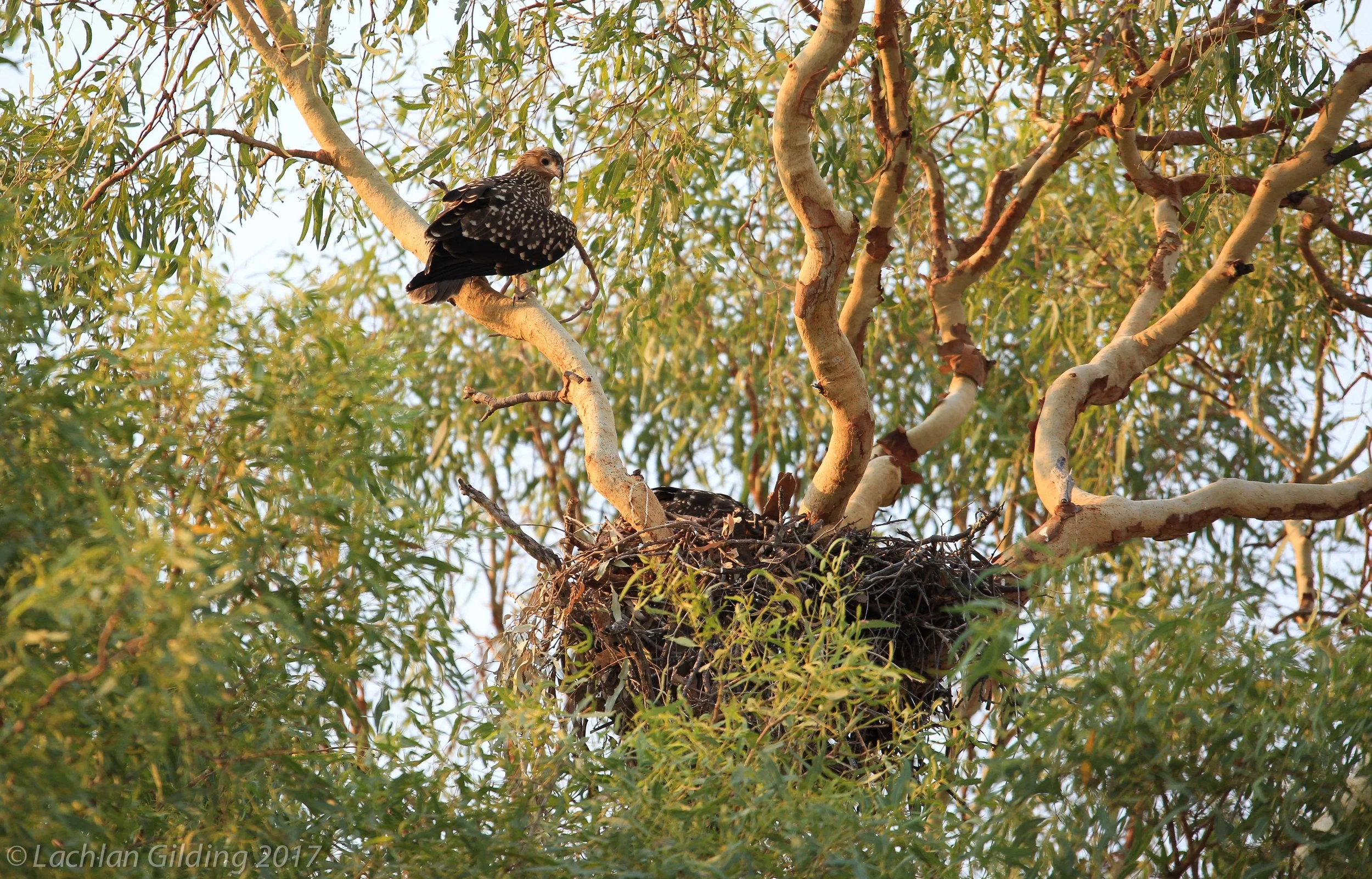  Whistling Kites - Halls Creek, WA 