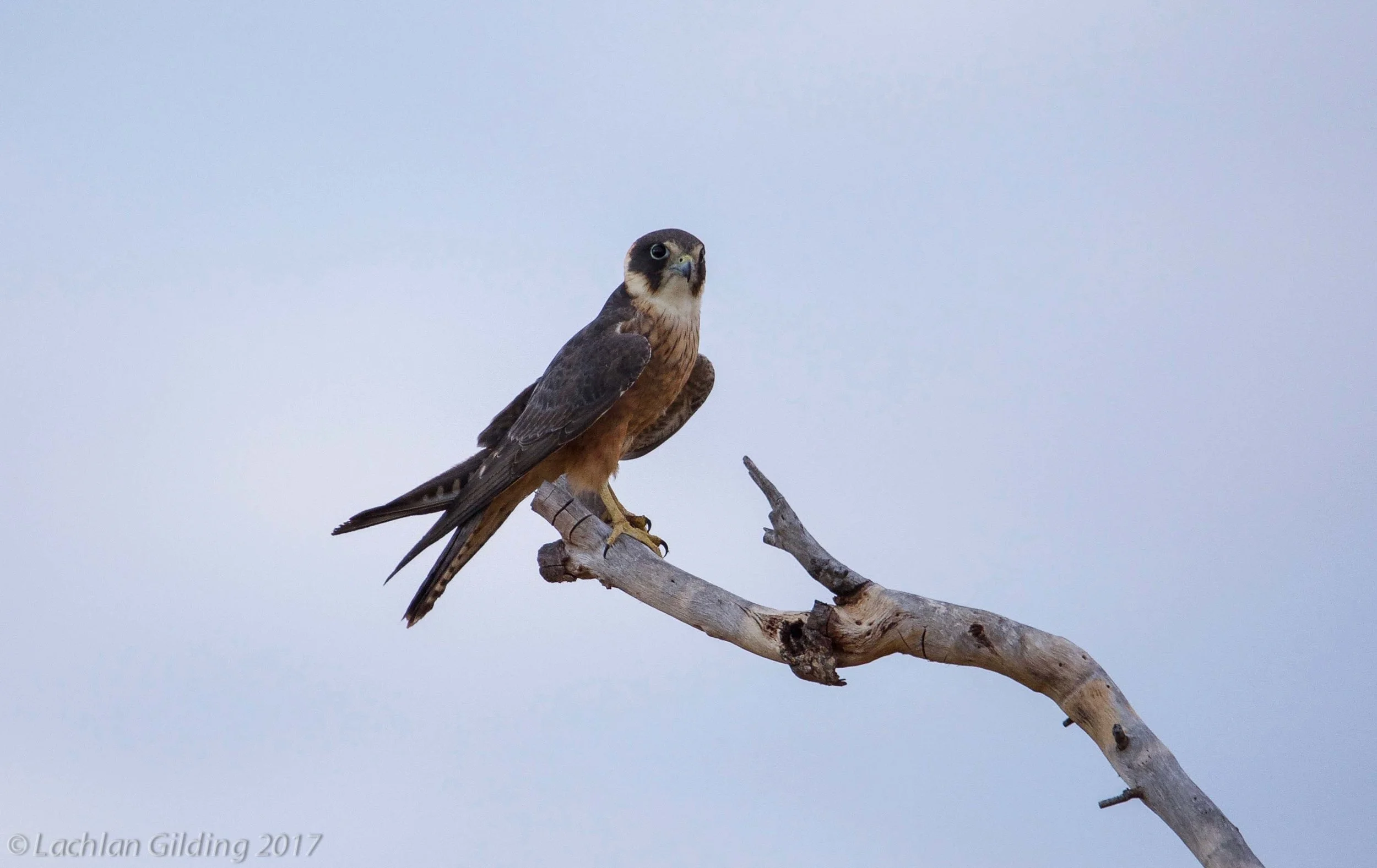  Hobby Falcon - Barkley Tableland, NT 