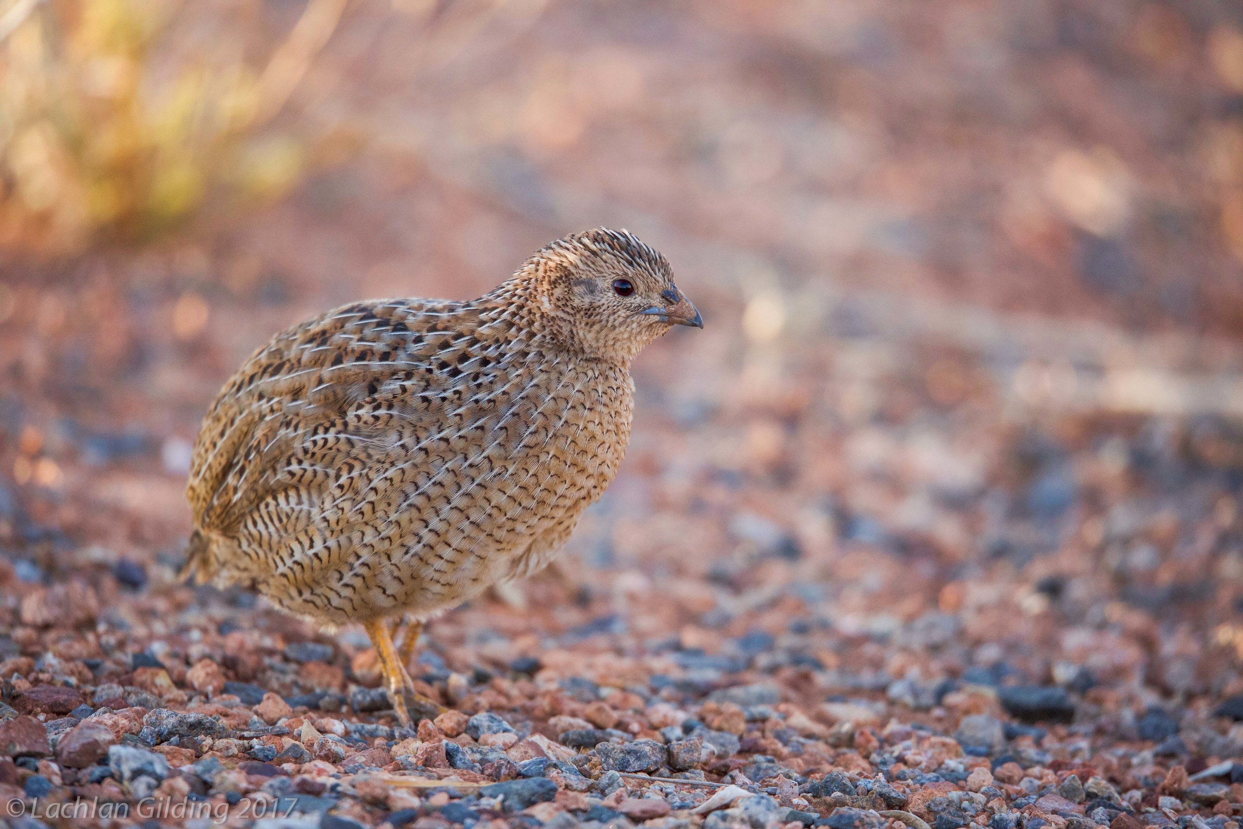  Brown Quail - Port Hedland, WA 