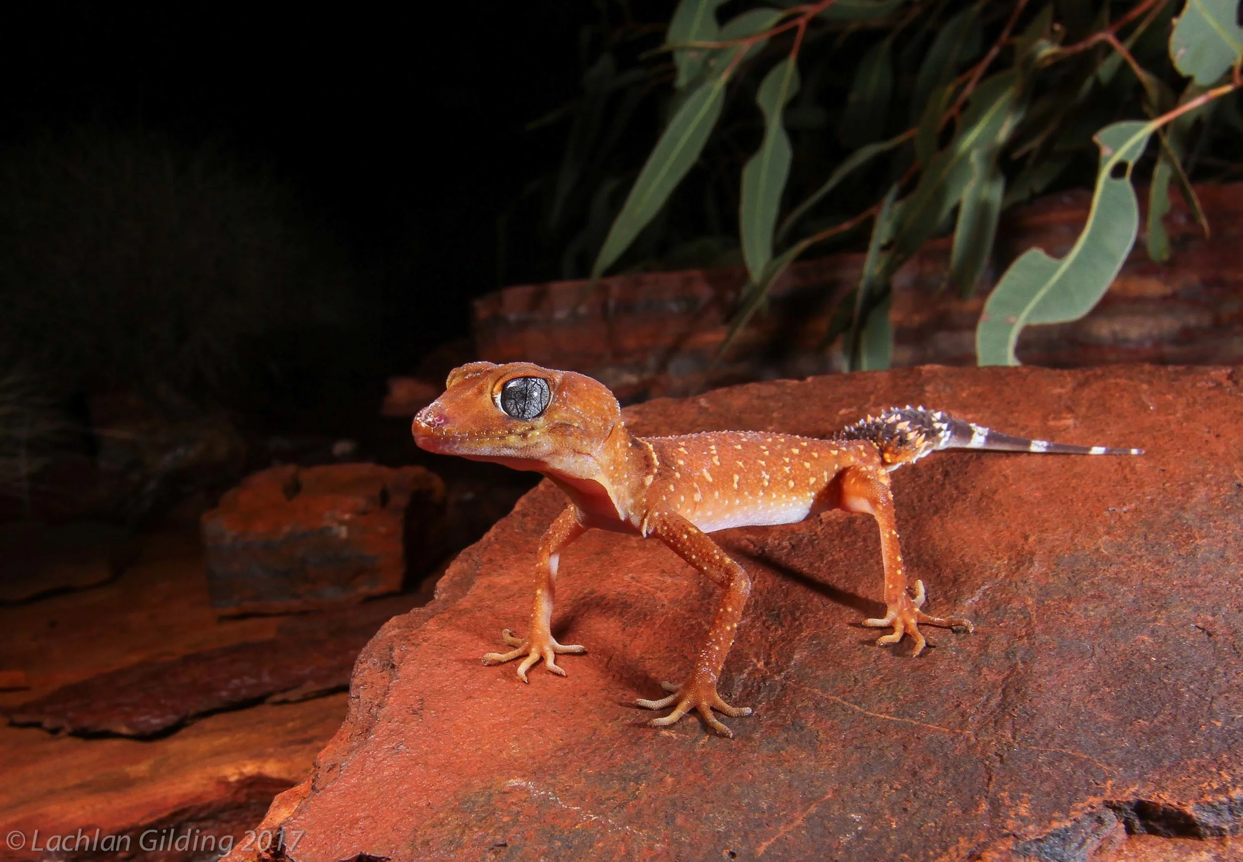  Pilbara Barking Gecko (Underwoodisaurus seorsus) - Pilbara, WA 