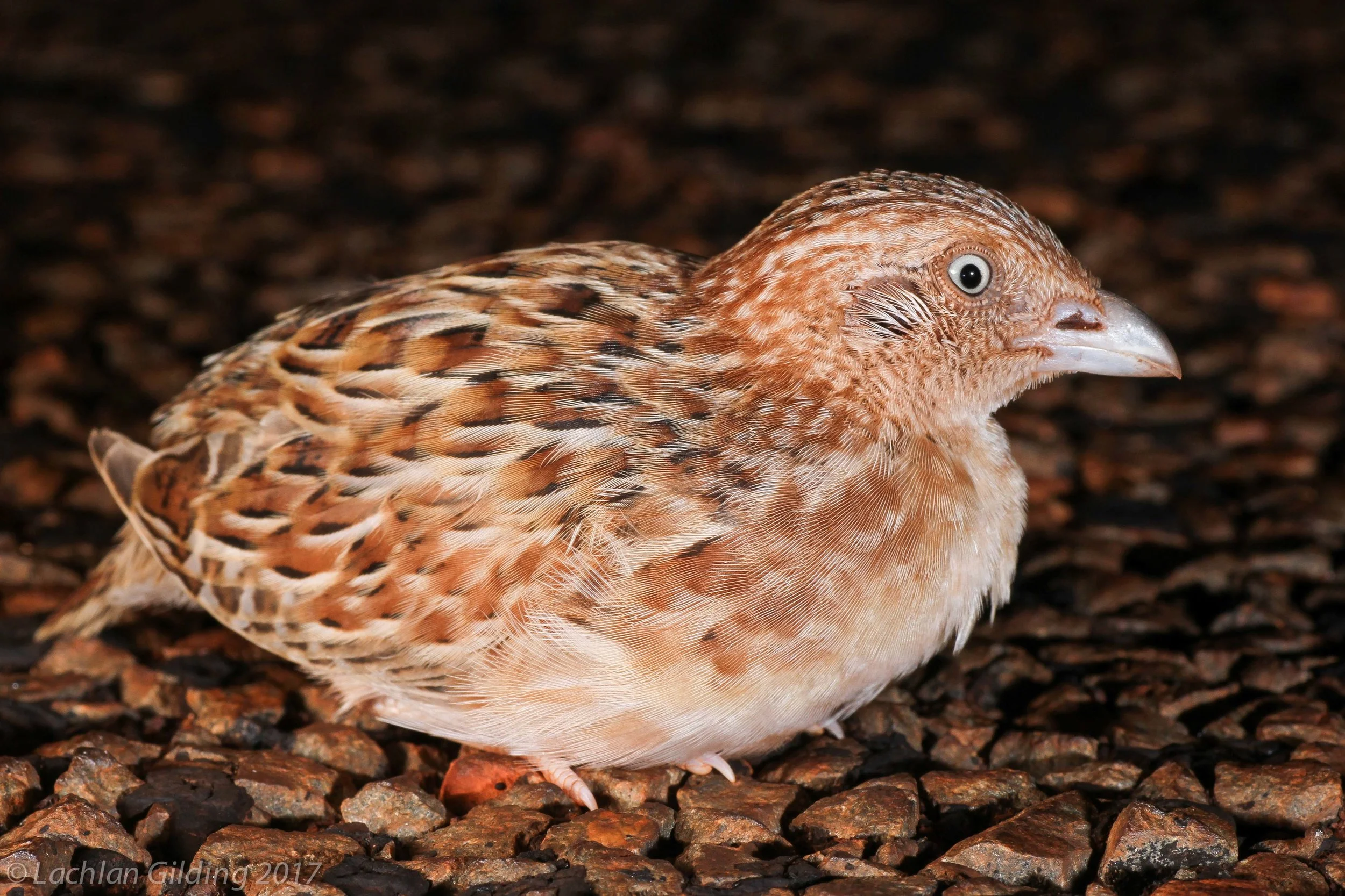  Little Buttonquail - Pannawonica, WA 