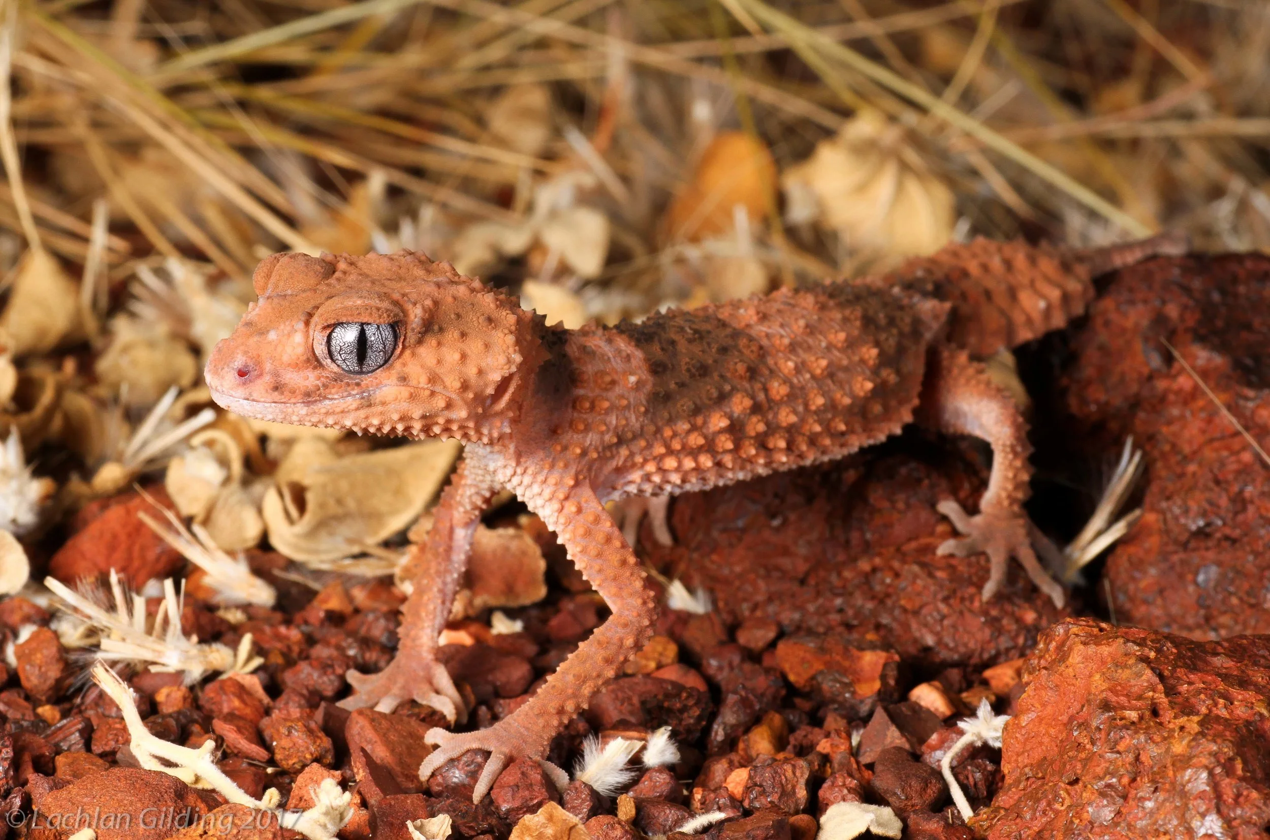  Banded Knob-tailed Gecko (Nephrurus wheeleri)&nbsp;- Pannawonica, WA 
