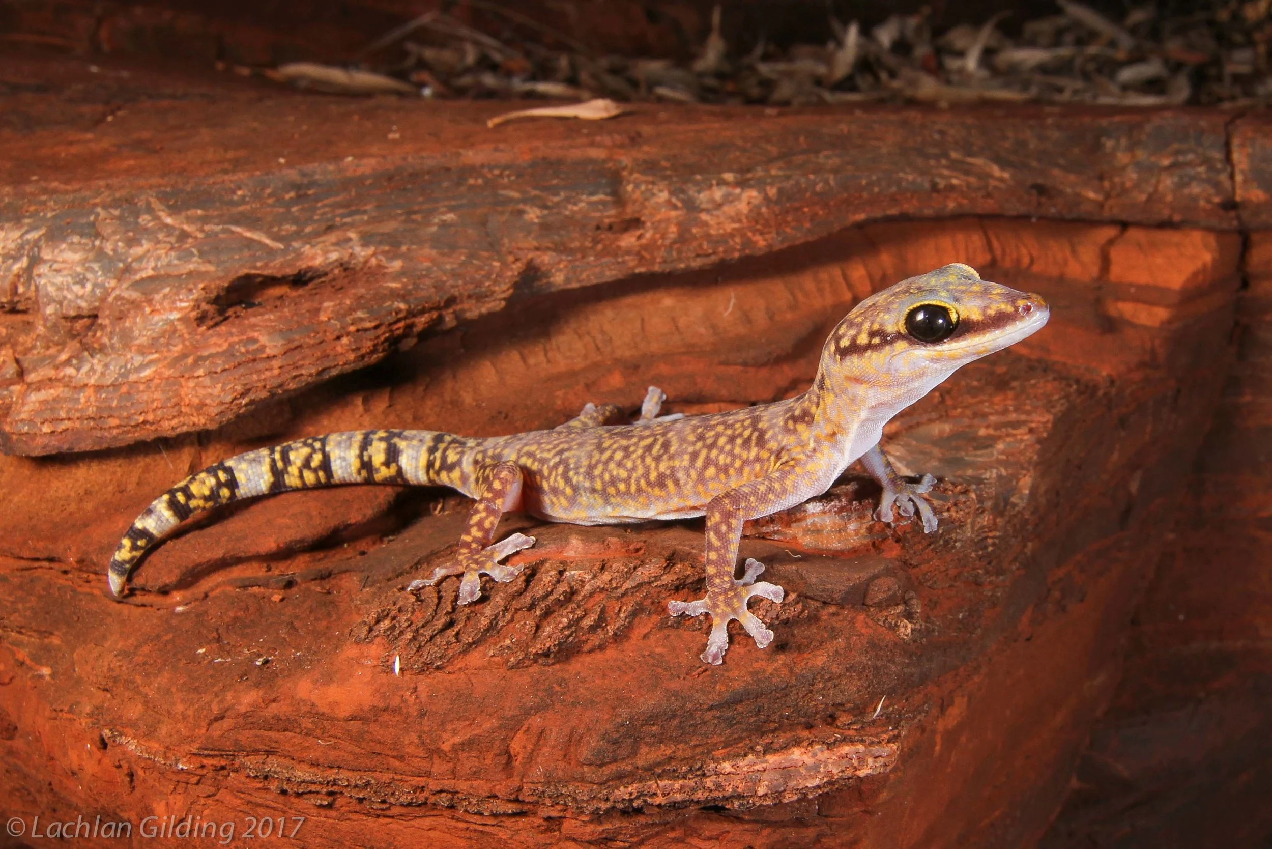  Western Marbled Velvet Gecko (Oedura fimbria) - Karijini, WA 