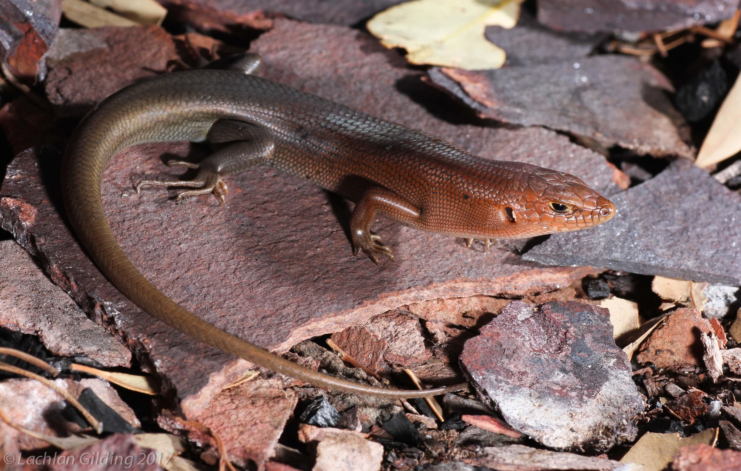  Ruddy Ctenotus (Ctenotus rubicundus) - Pilbara, WA 