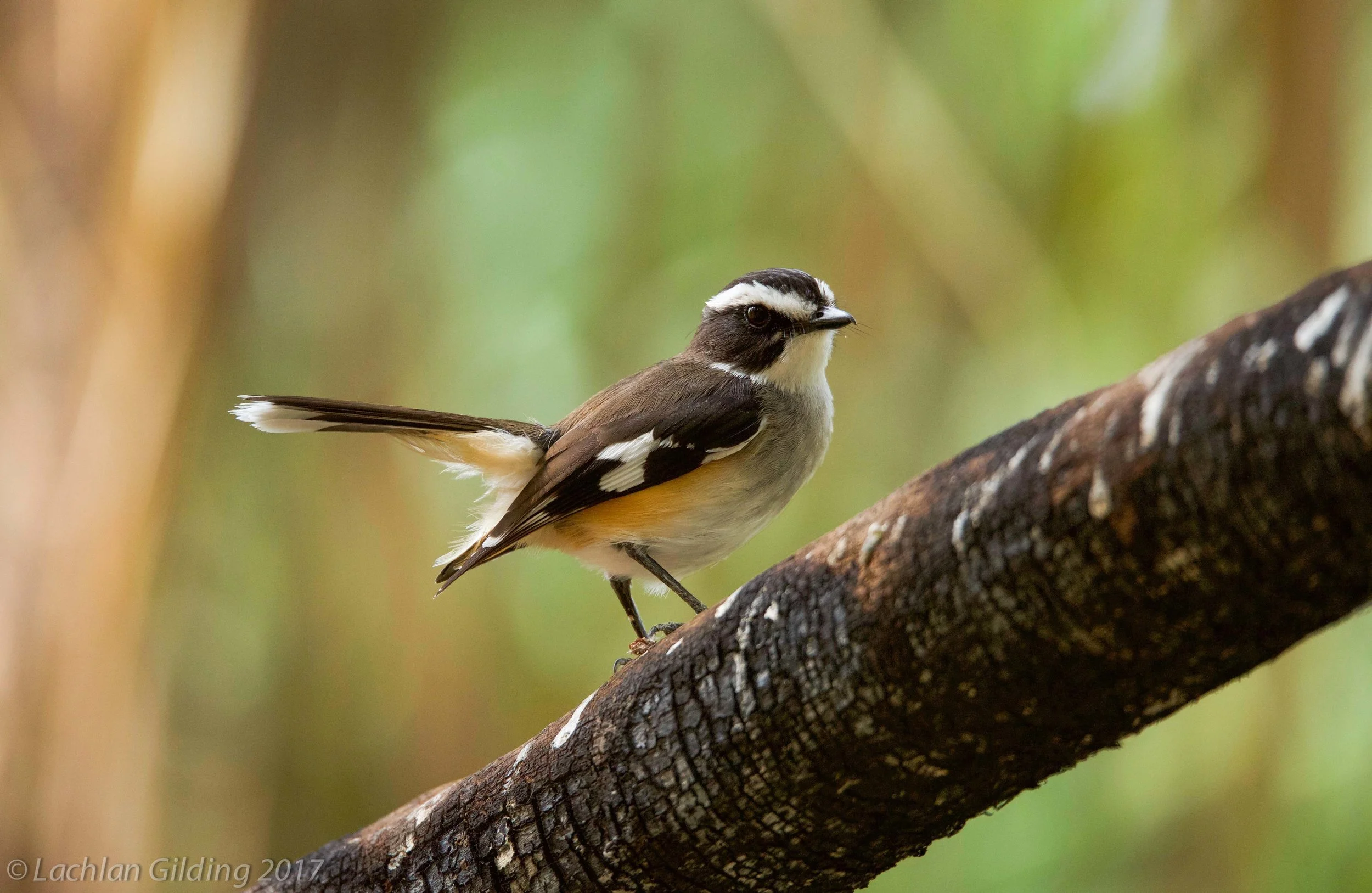  Buff-sided Robin - Lawn Hill NP, QLD 