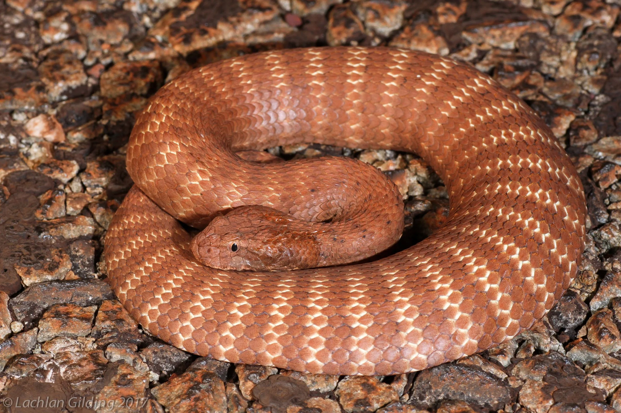  Pilbara Death Adder (Acanthophis wellsi) - Karijini, WA 