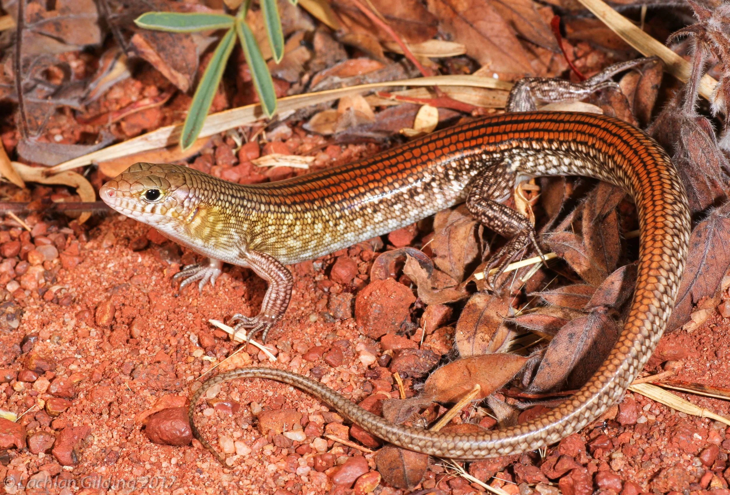  Grand Ctenotus (Ctenotus grandis) - Sandfire, WA 