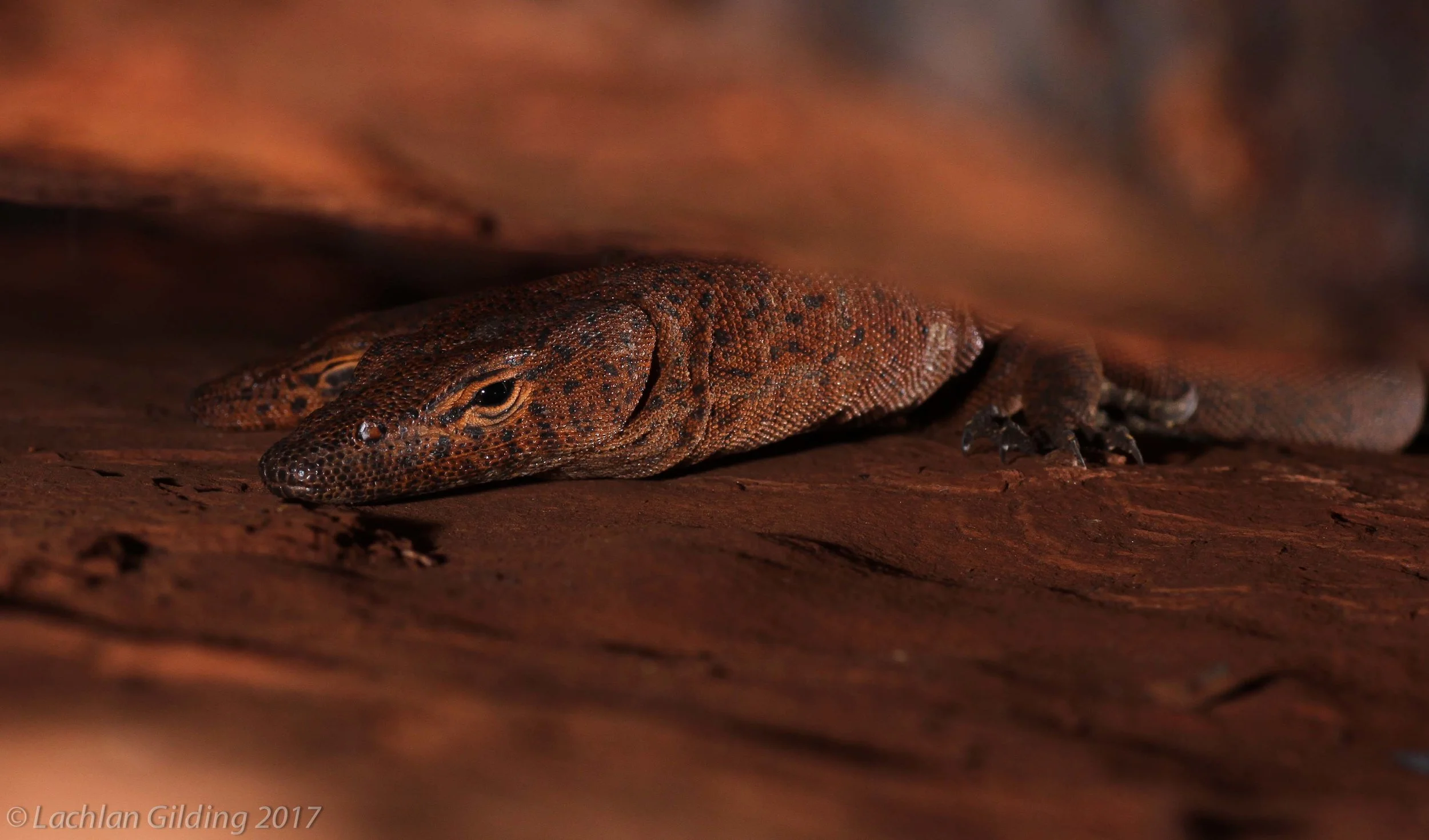  Southern Pilbara Rock Monitor (Varanus hamersleyensis) - Pannawonica, WA 