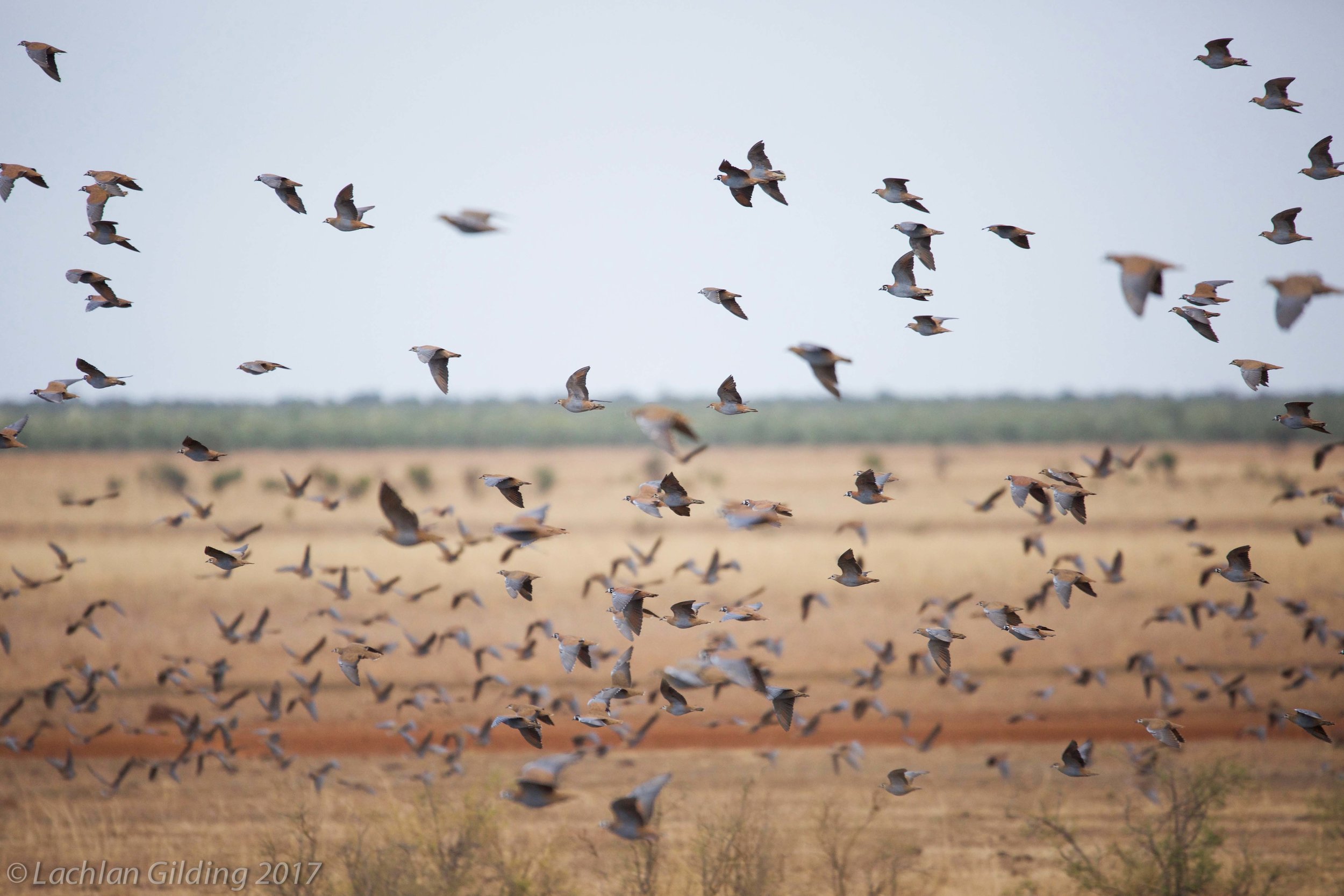  Flock Bronzewings - Barkley Tablelands, NT 