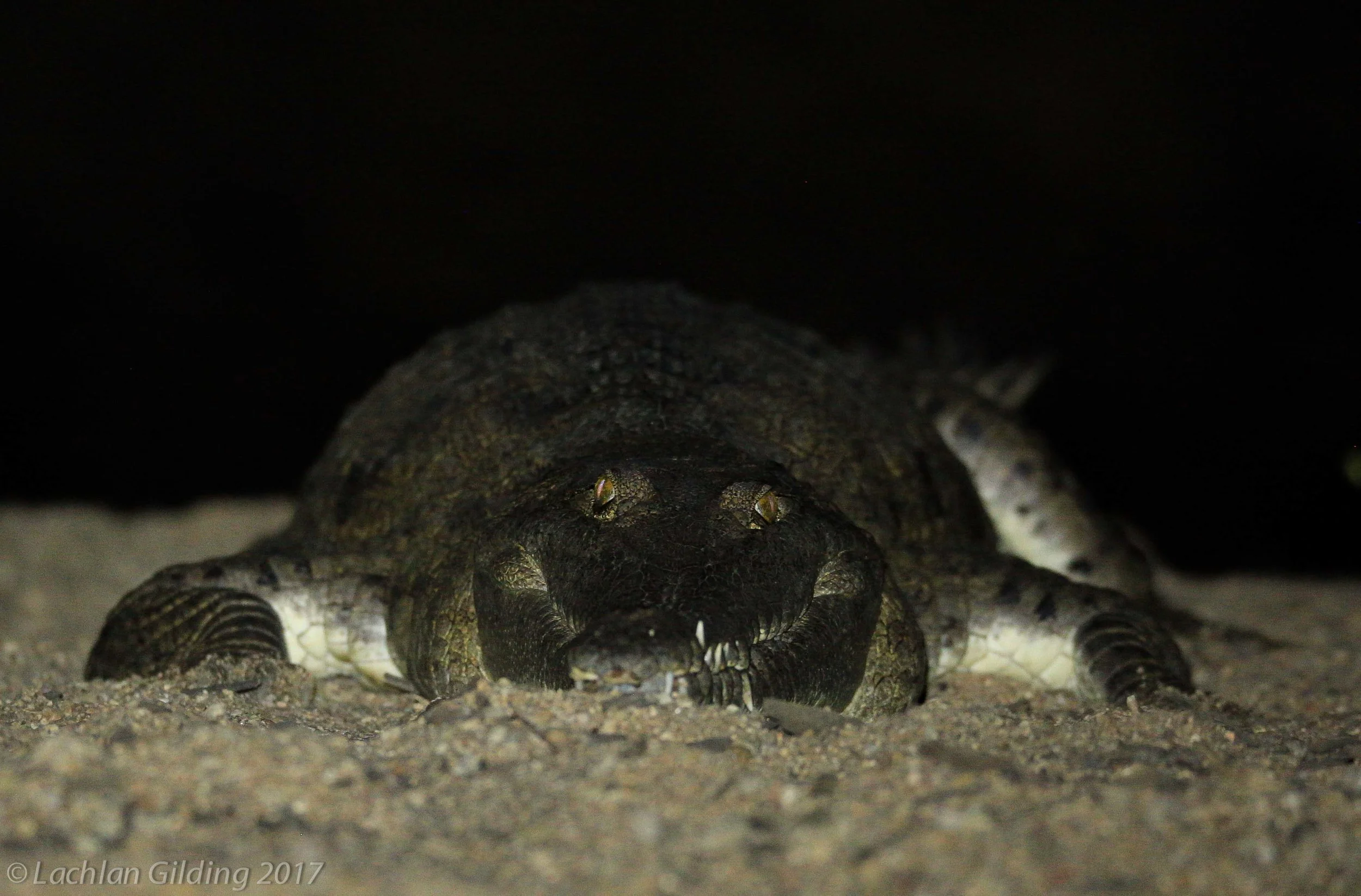  Freshwater Crocodile (Crocodylus johnstoni) - Tunnel Creek, WA 