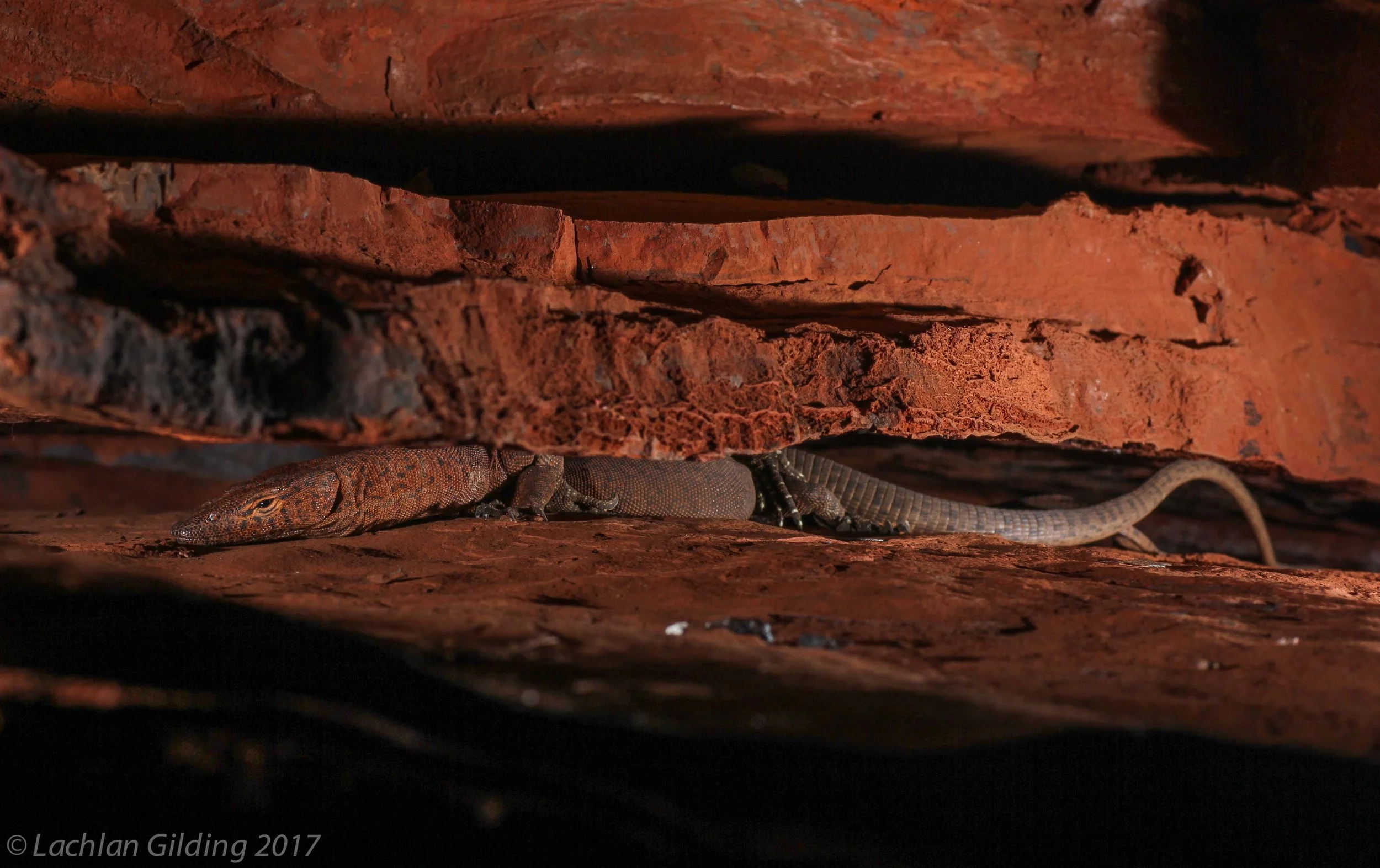  Southern Pilbara Rock Monitor (Varanus hamersleyensis) - Pannawonica, WA 