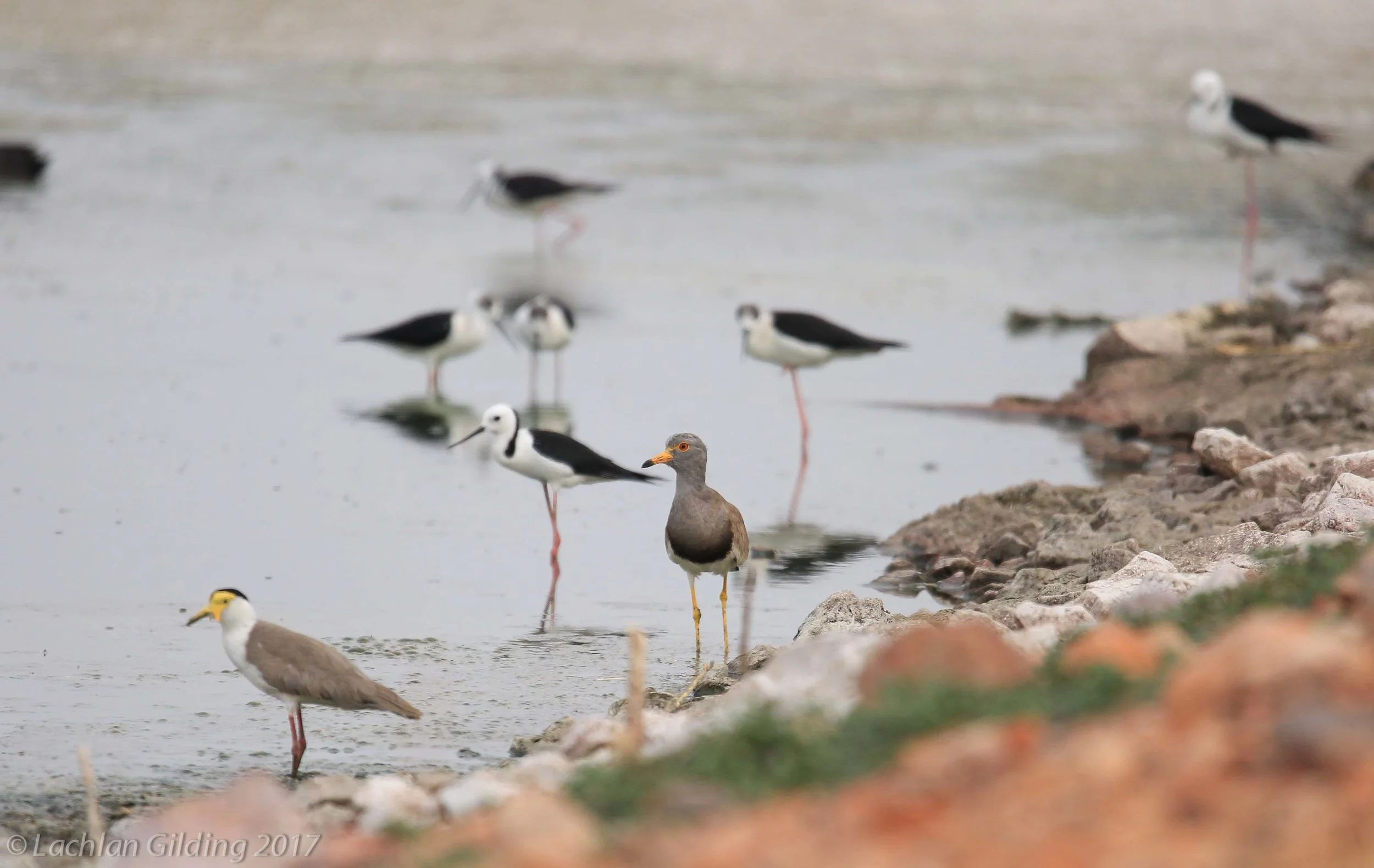  Grey-headeed Lapwing - Halls Creek, WA 