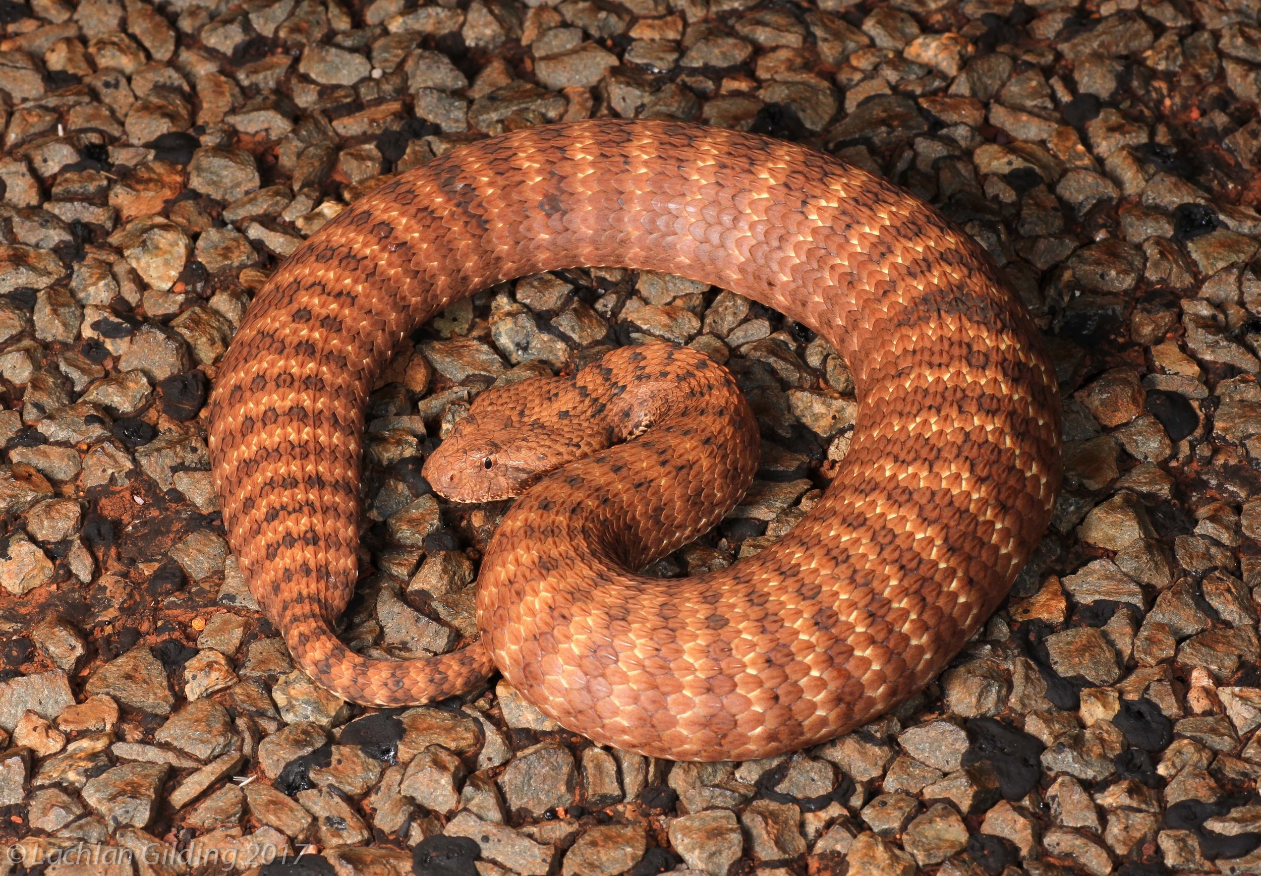  Pilbara Death Adder (Acanthophis wellsi) - Pannawonica, WA 