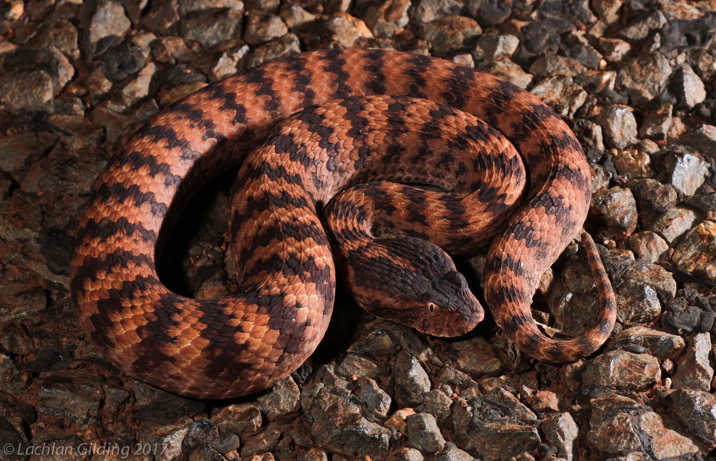  Pilbara Death Adder (Acanthophis wellsi) - Pannawonica, WA 