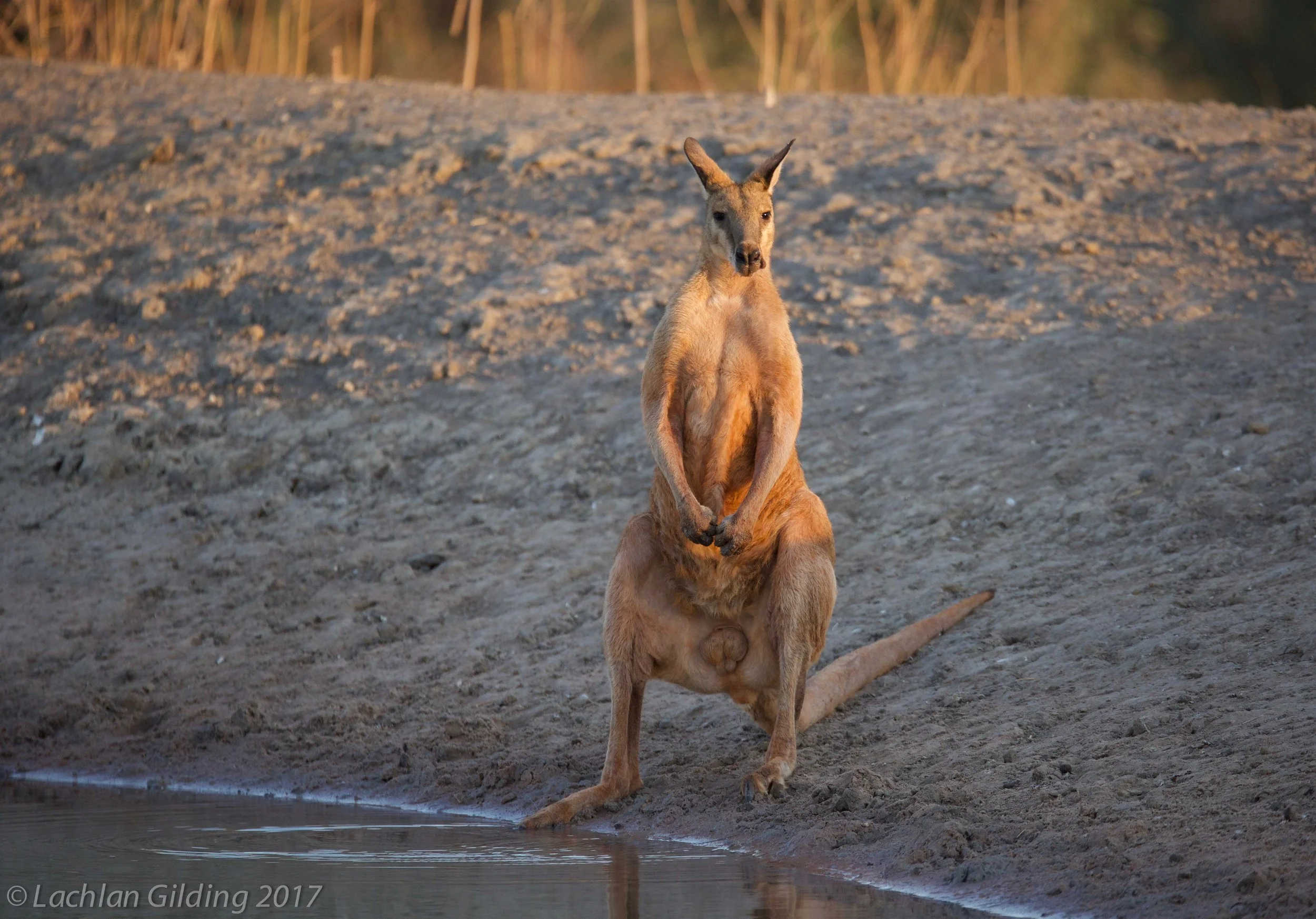  Agile Wallaby - Barkley Tableland, NT 