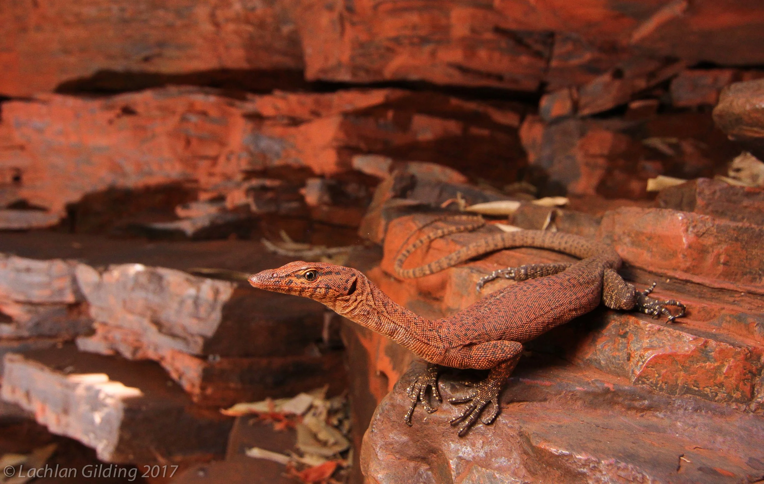  Southern Pilbara Rock Monitor (Varanus hamersleyensis) - Pannawonica, WA 