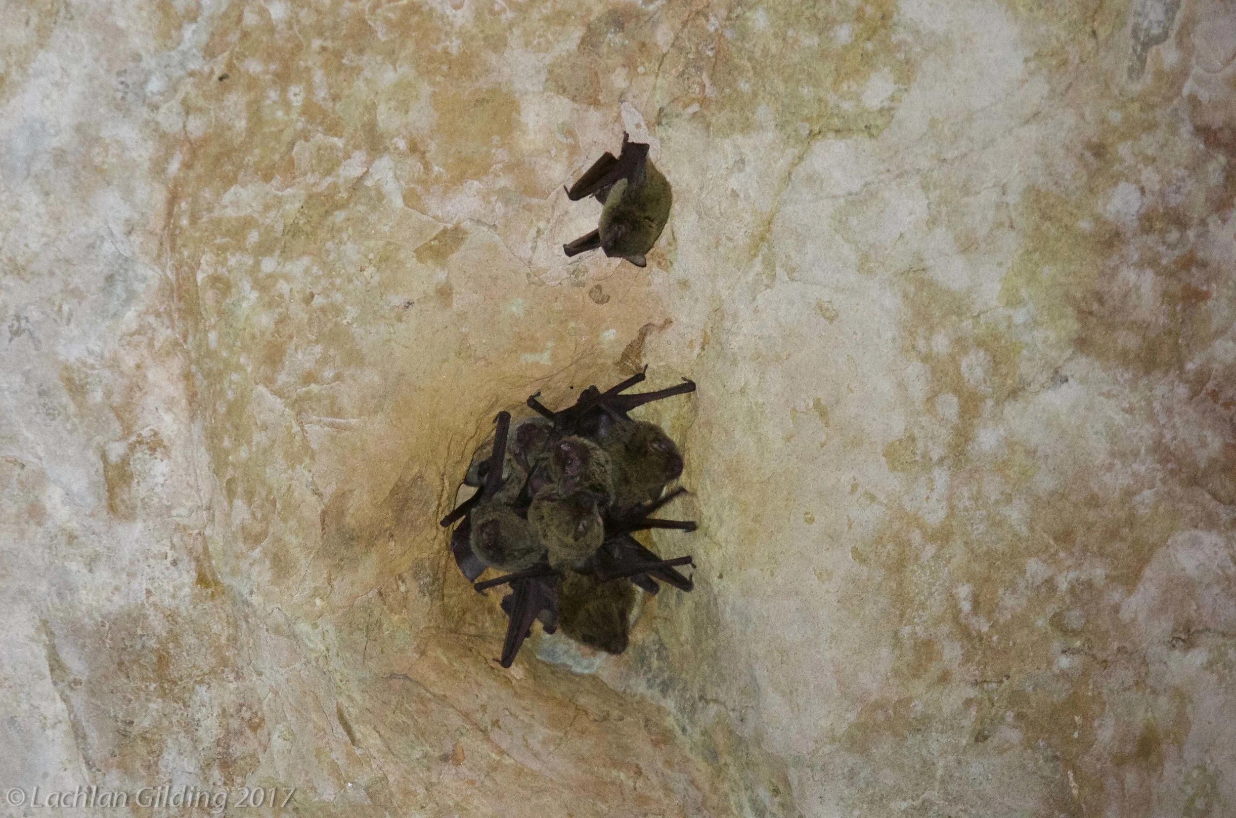  Northern Cave Bat - Tunnel Creek, WA 