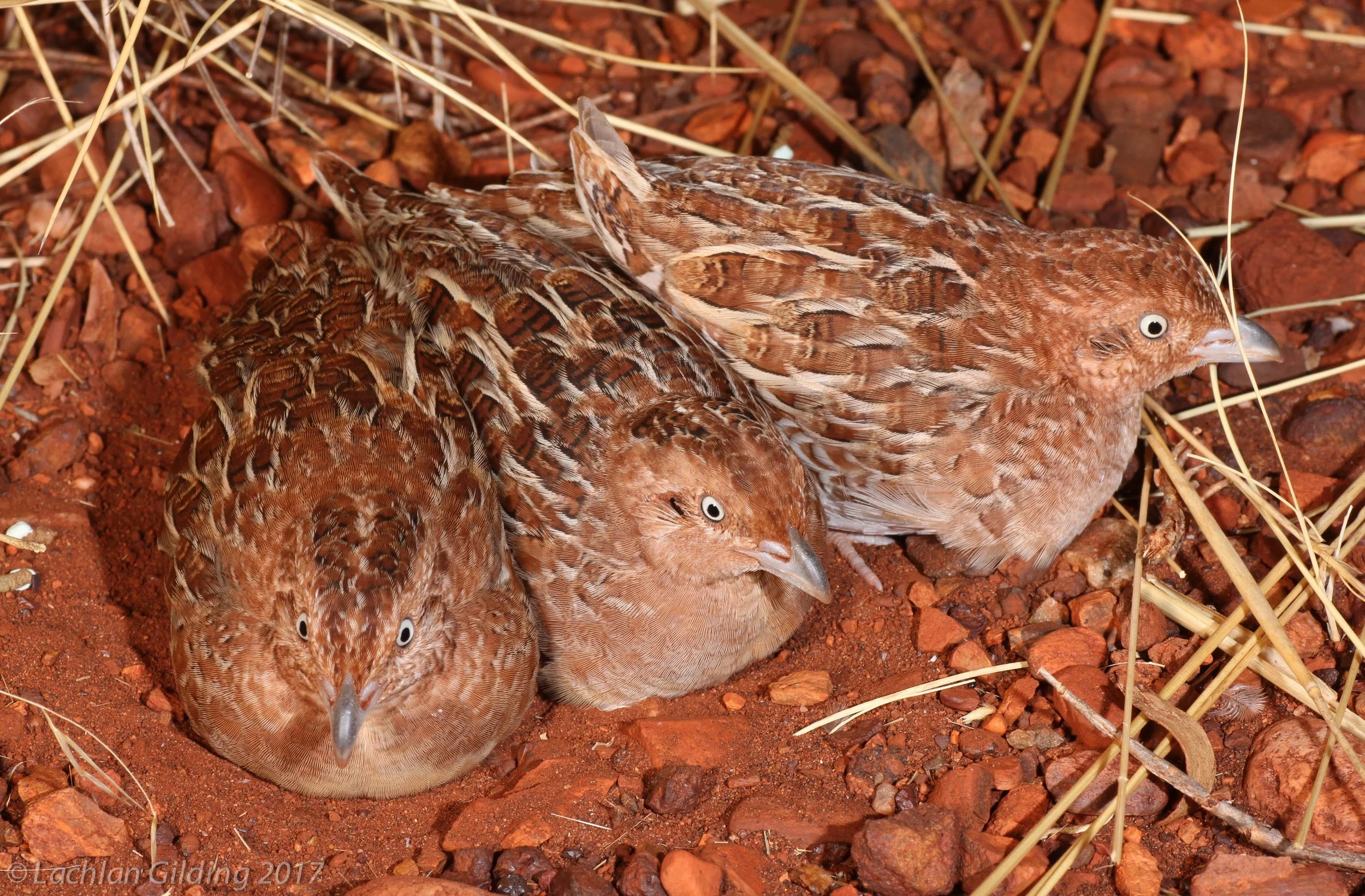  Little Buttonquail - Pannawonica, WA 