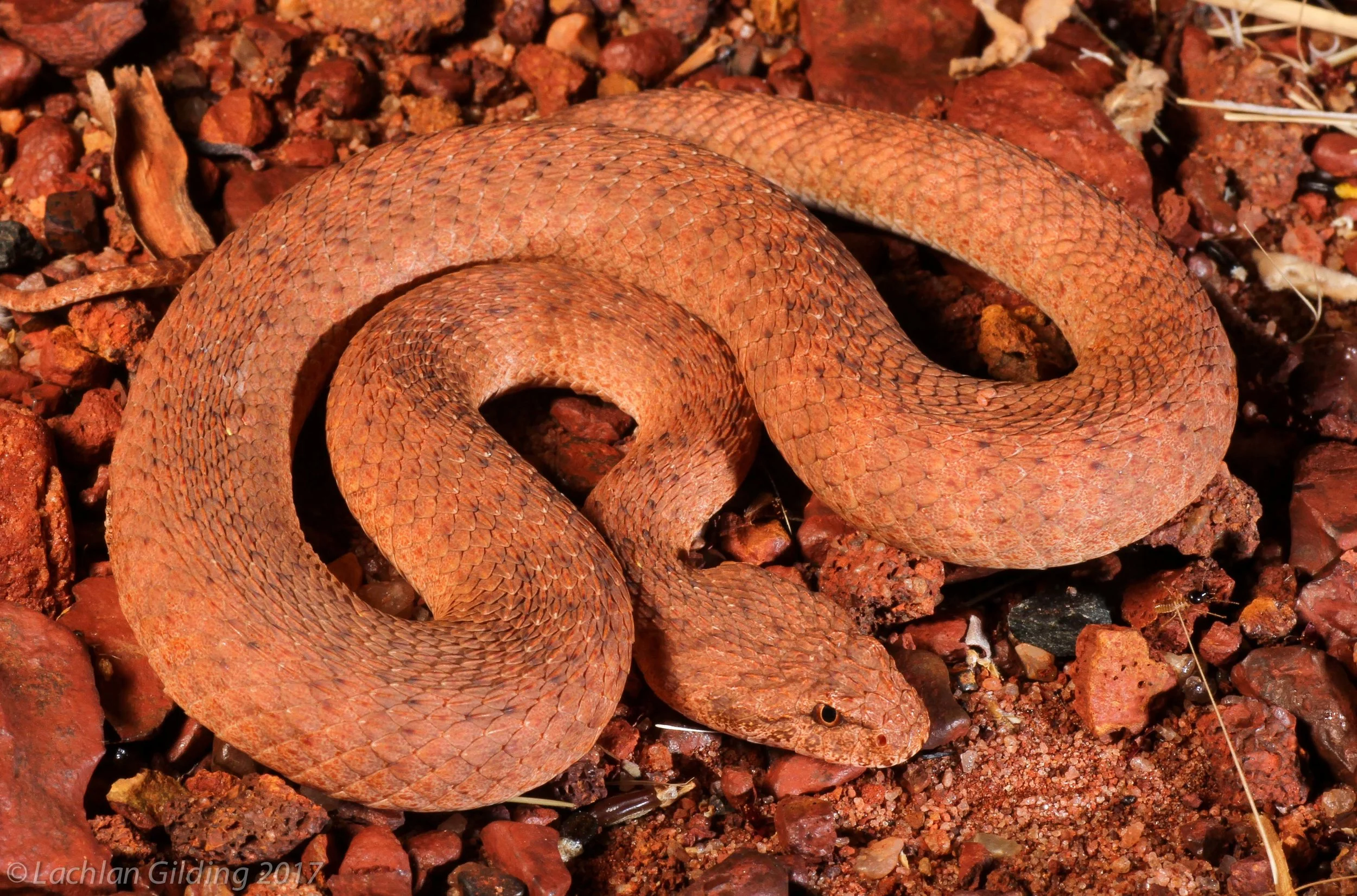  Desert Death Adder (Acanthophis pyrrhus) - Sandfire, WA 