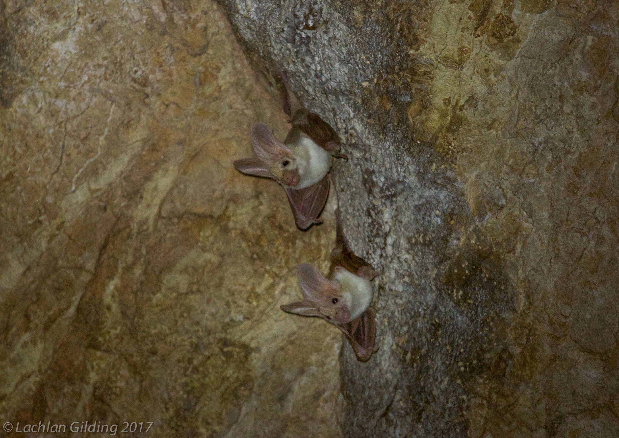  Ghost Bat - Tunnel Creek, WA 