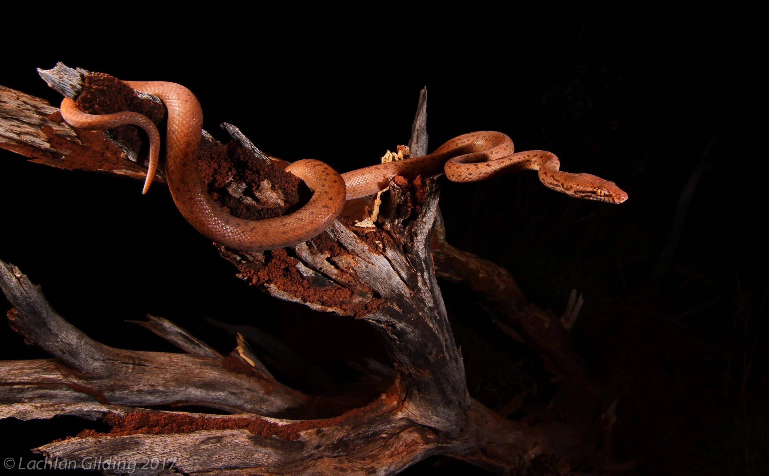  Pygmy Python (Antaresia perthensis) - Karijini NP, WA 