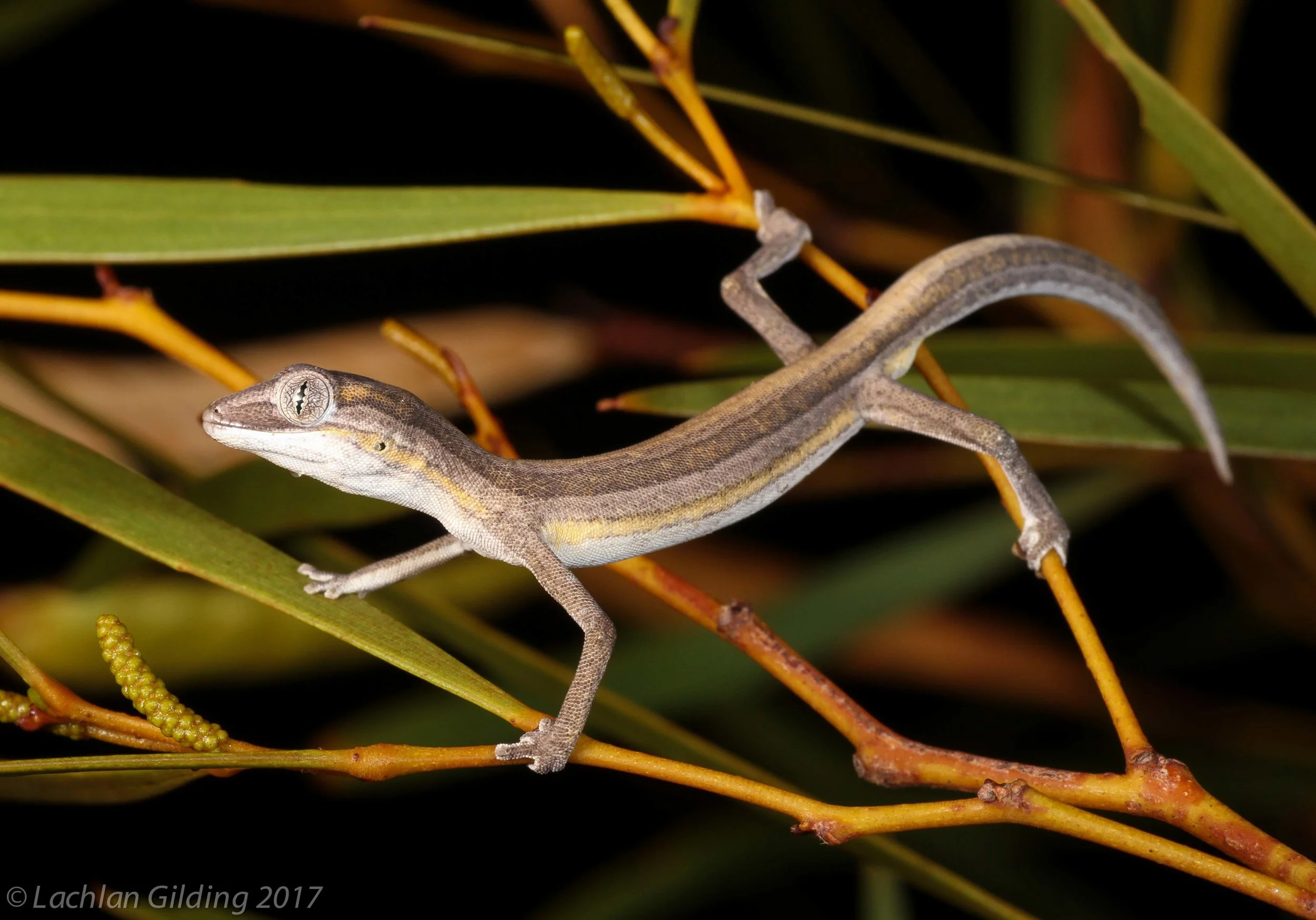  Southern Phasmid Gecko (Strophurus jeanae) - Sandfire, WA 