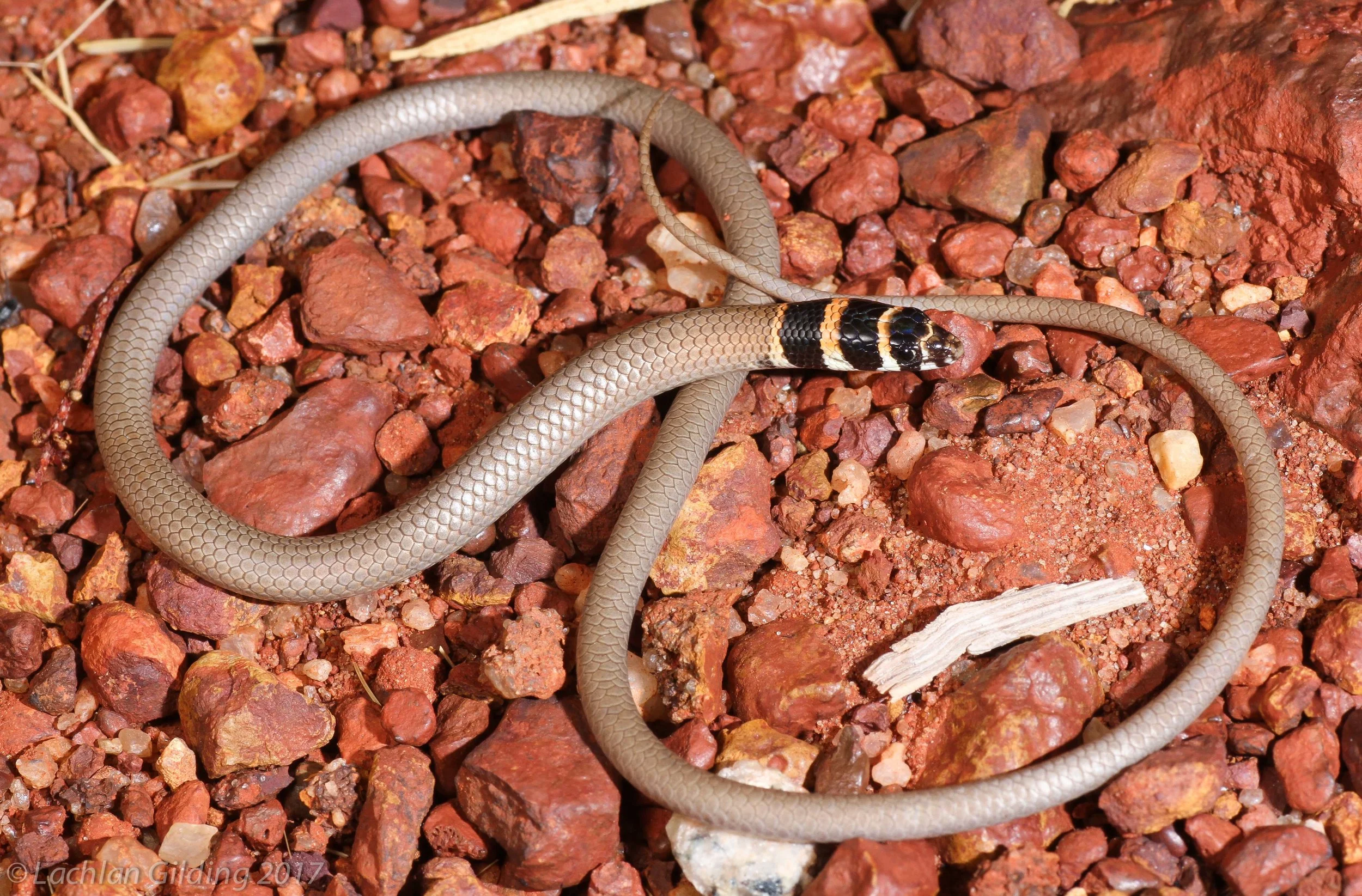  Banded Delma (Delma desmosa) - Sandfire, WA 