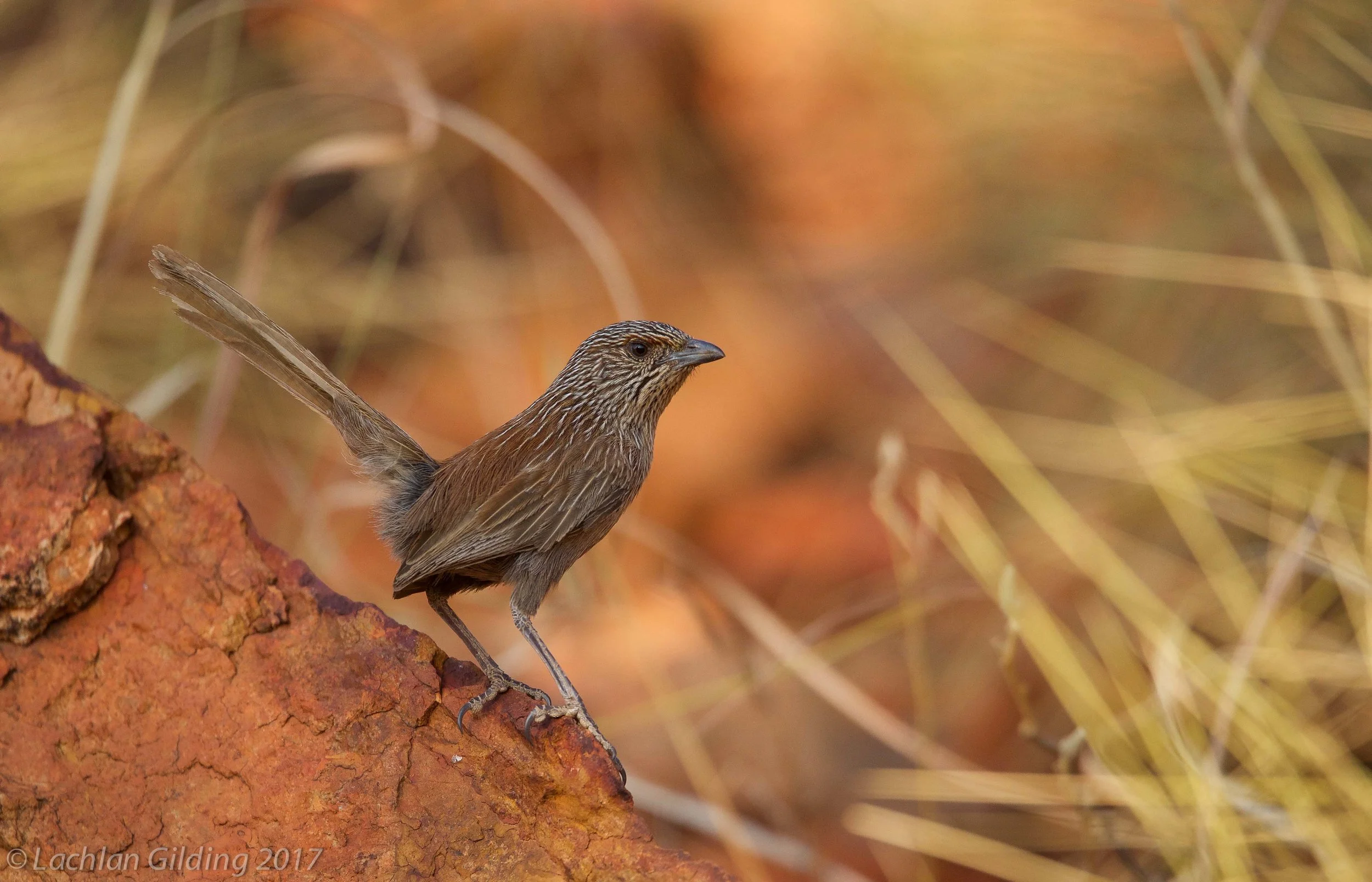  Kalkadoon Grasswren - Mount Isa, QLD 