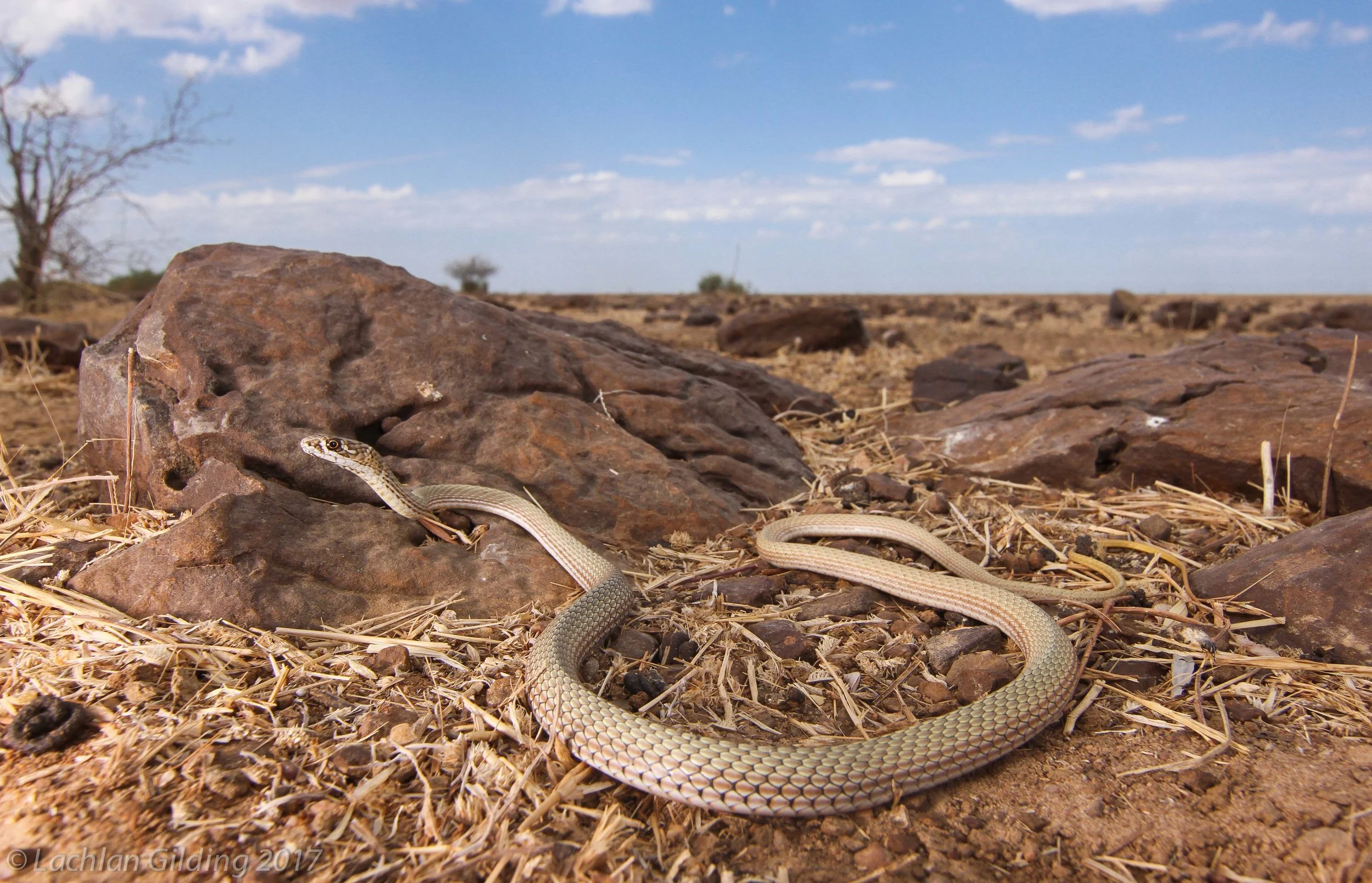  Crack-dwelling Whipsnake (Demansia rimicola) - Barkley Tablelands, NT&nbsp; 