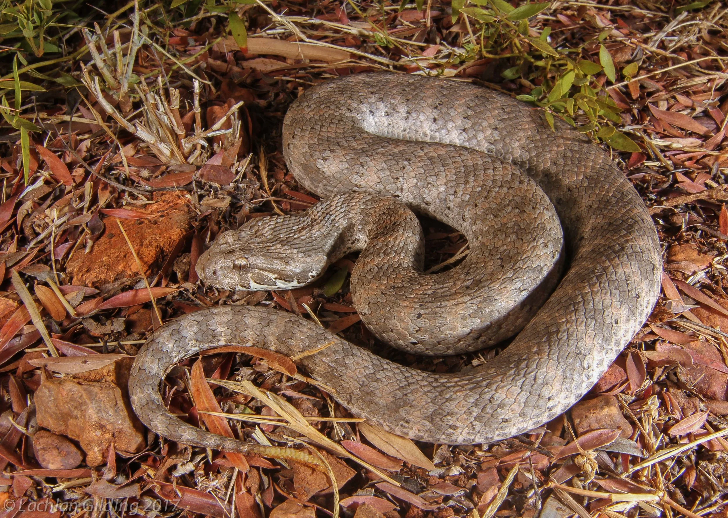  Barkley Death Adder (Acanthophis hawkei) - Barkley Tablelands, NT 