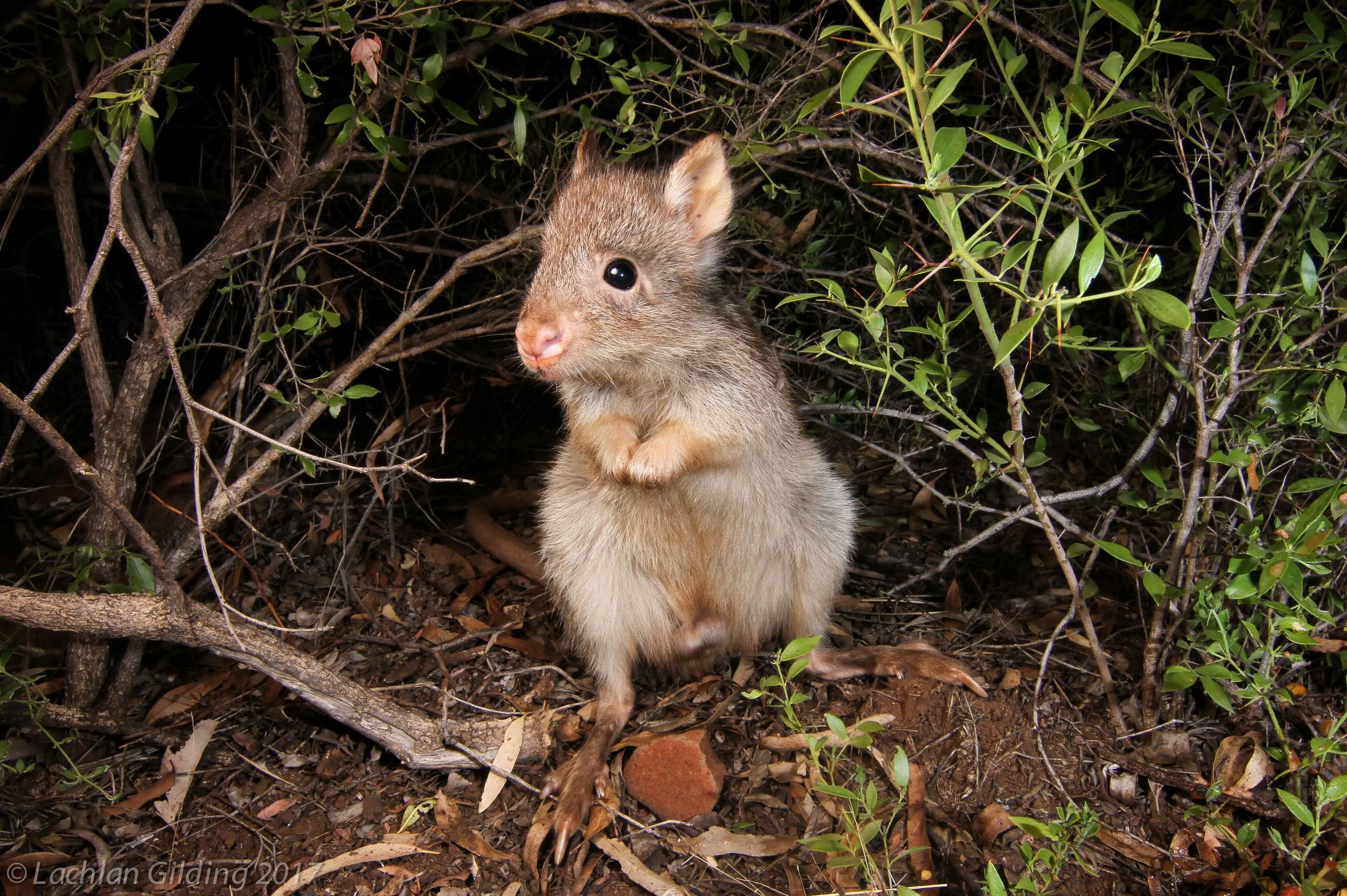  Rufous Bettong - Porcupine Gorge, QLD 