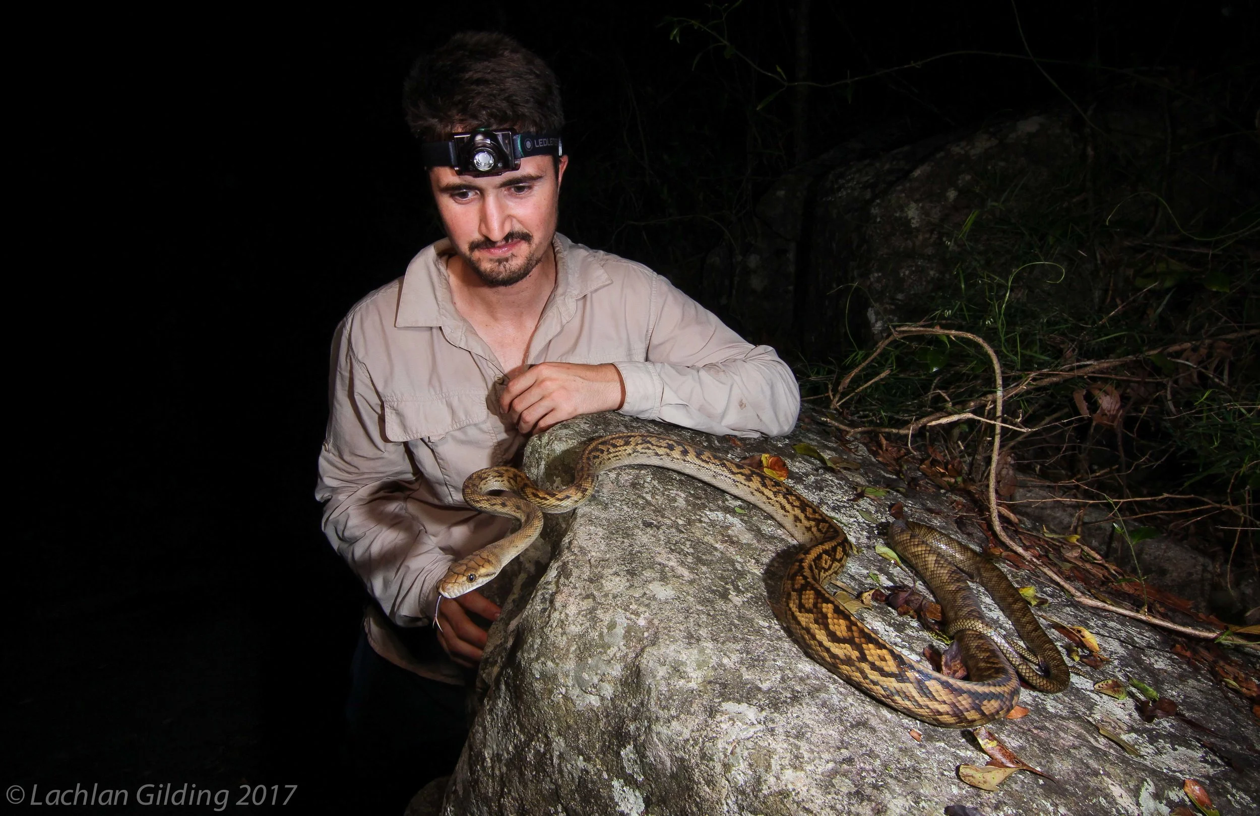  One of our guests hanging out with Australia's largest python species, the Scrub Python! 