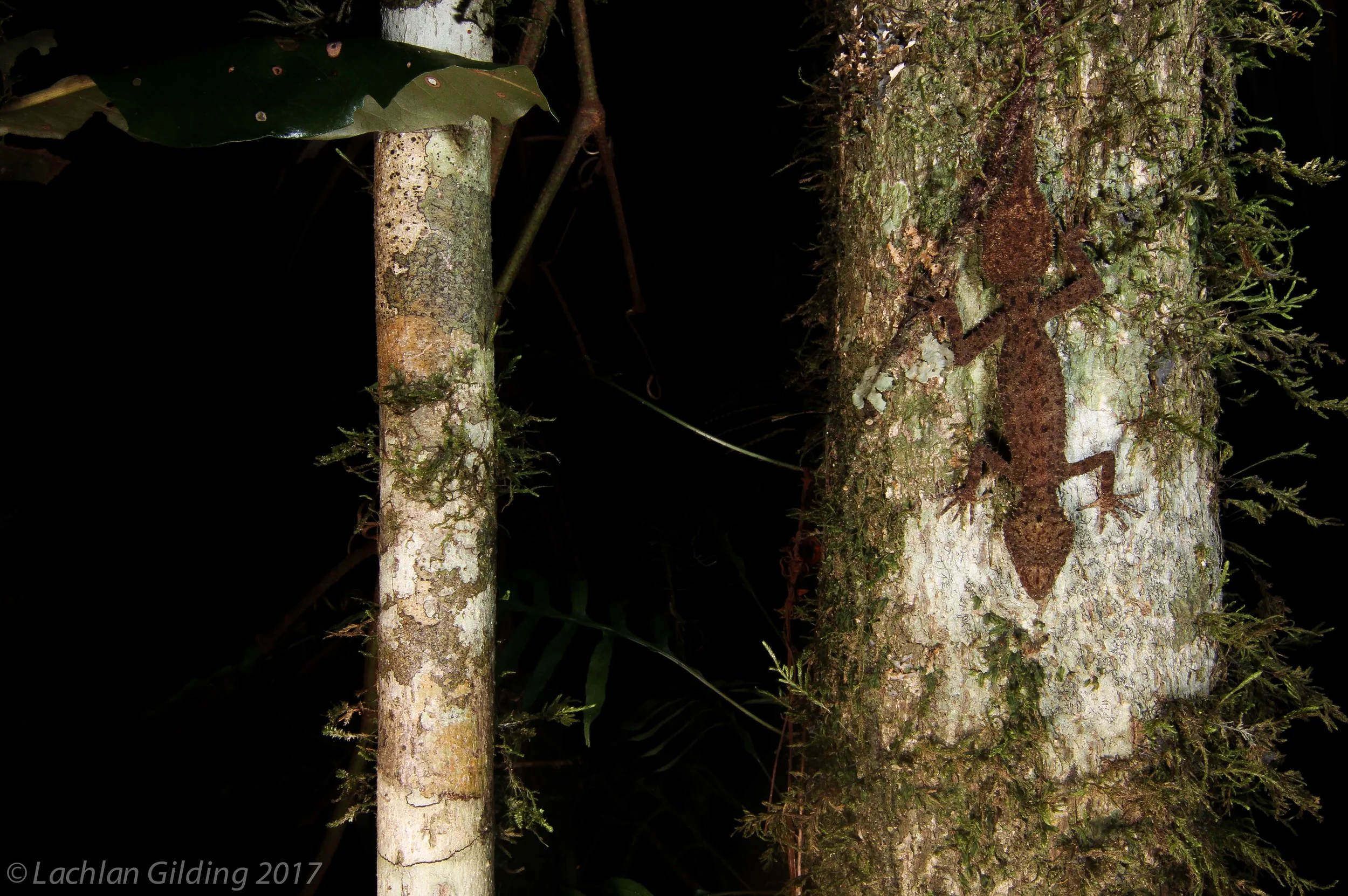  Eungella Broad-tailed Gecko (Phyllurus nepthys) - Eungella NP, QLD 