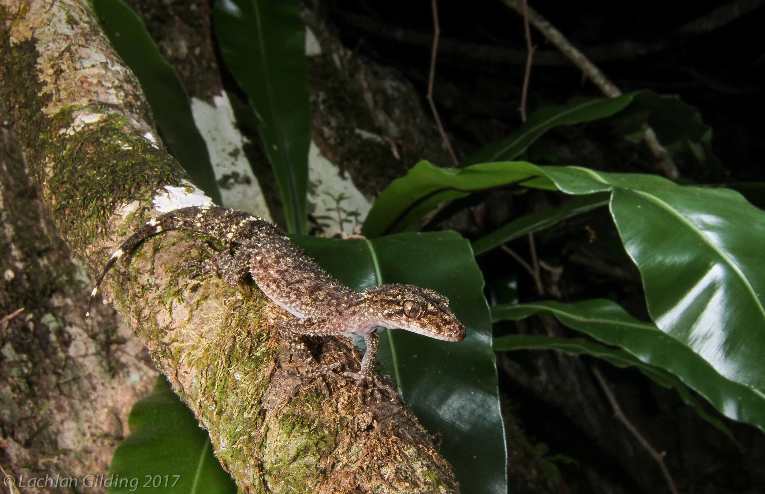  Mount Ossa Leaf-tailed Gecko (Phylurus ossa) - Mount Ossa, QLD 