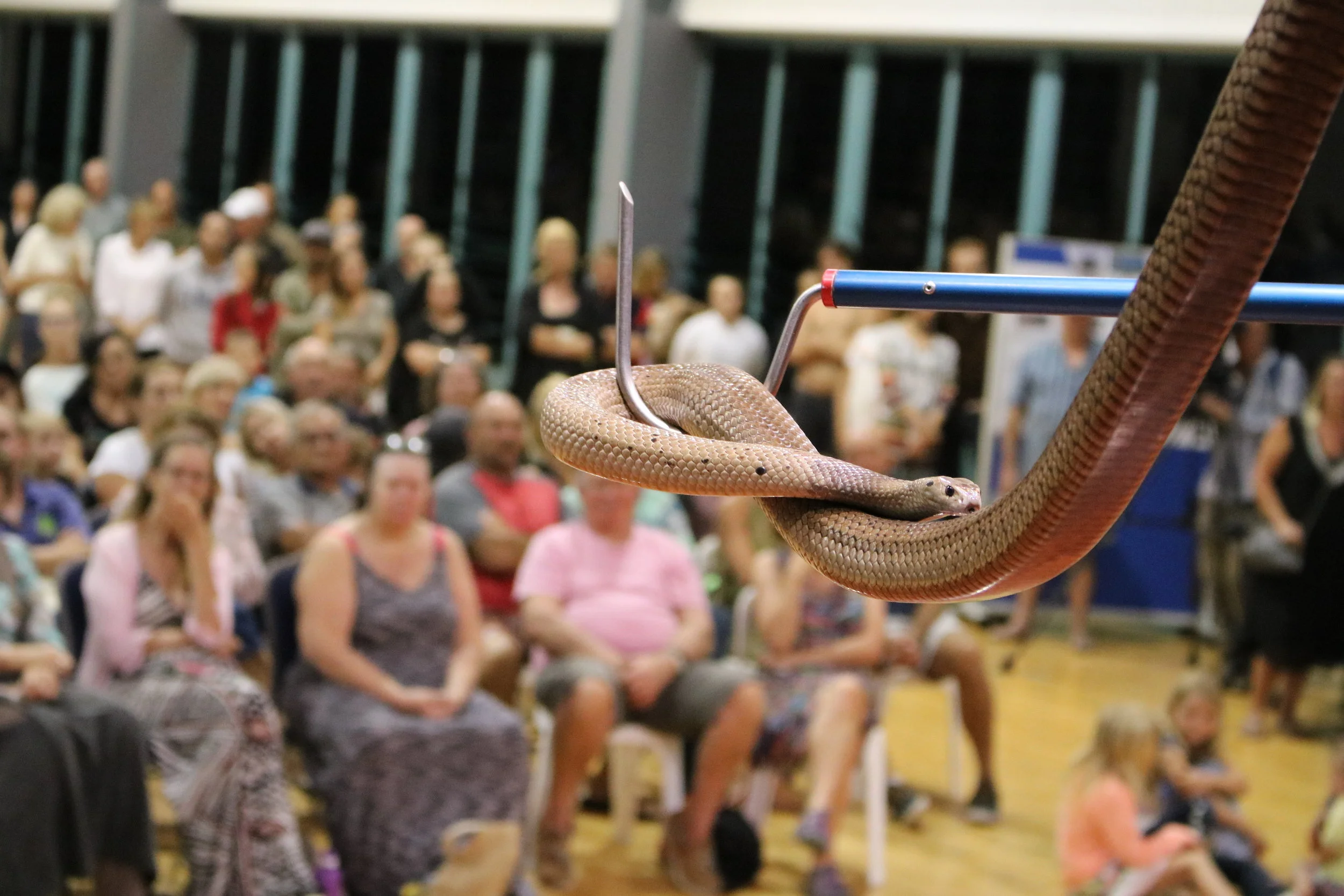 IMG_1695snake close with audience.JPG