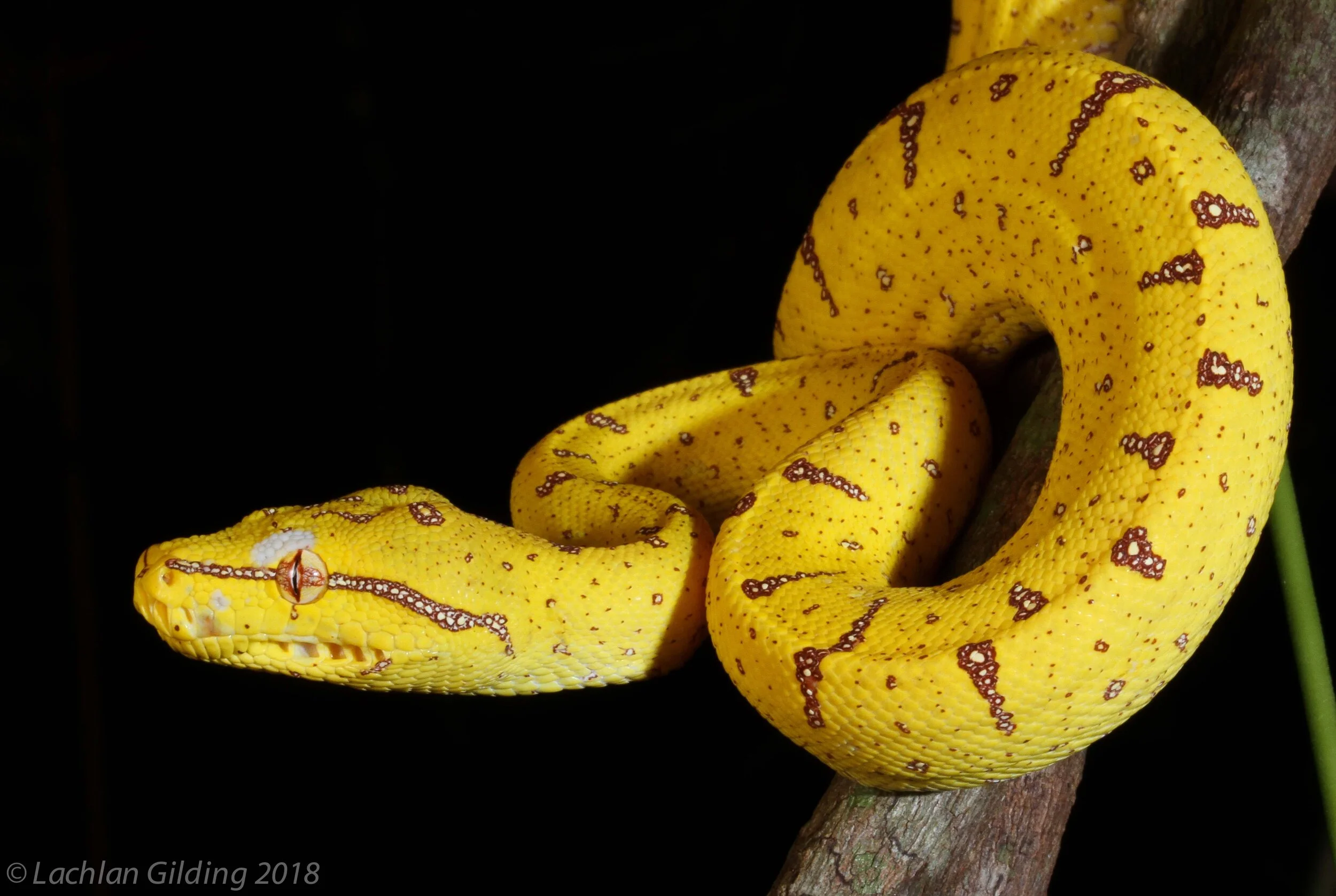 Its never easy to pick a favourite species on our Desert - Cape Tours but its hard to go past the jewel of the Tropical North, the Juvenile Green Python (Morelia viridis)