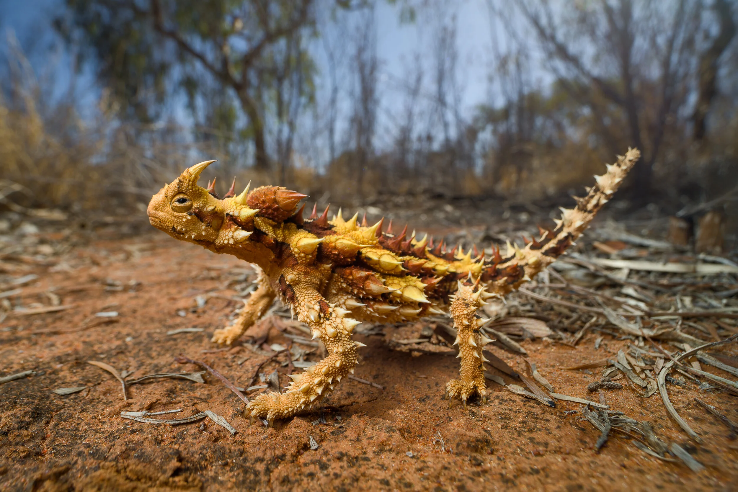 13_ThornyDevil.jpg