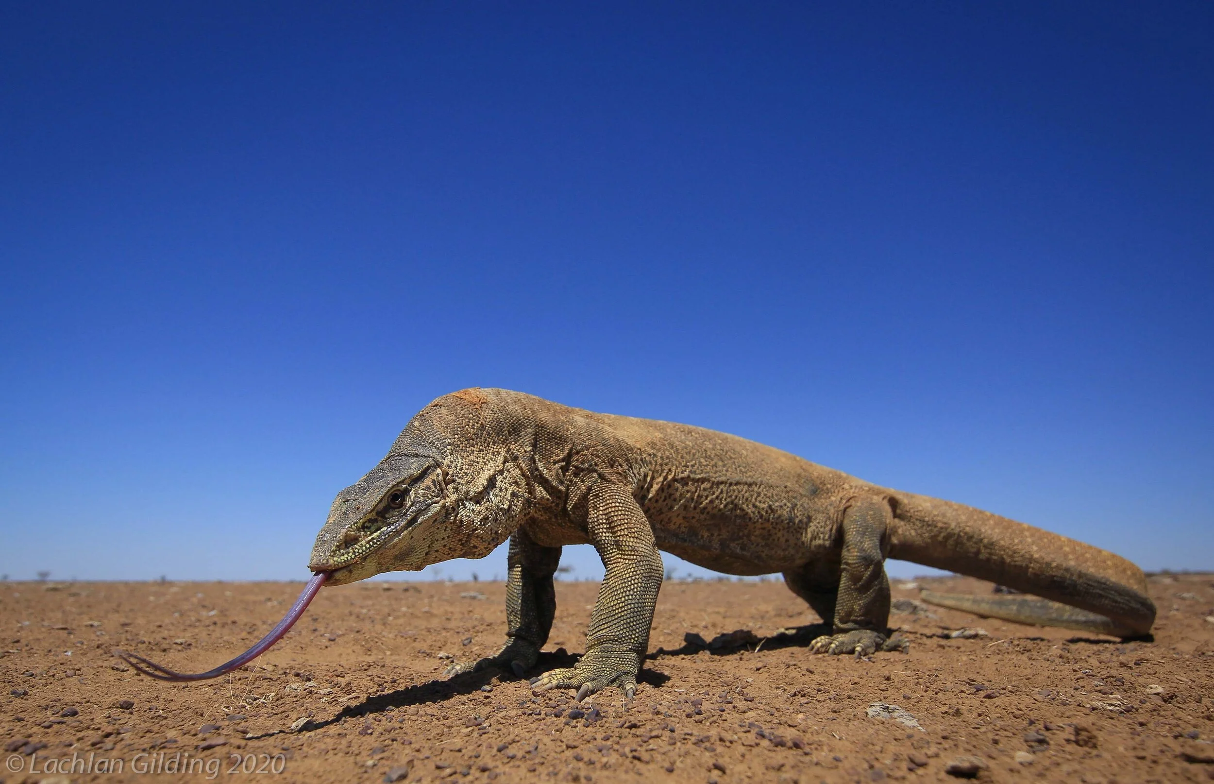 This enormous Yellow-spotted Monitor was just one of the many Desert highlights we had on our trip!